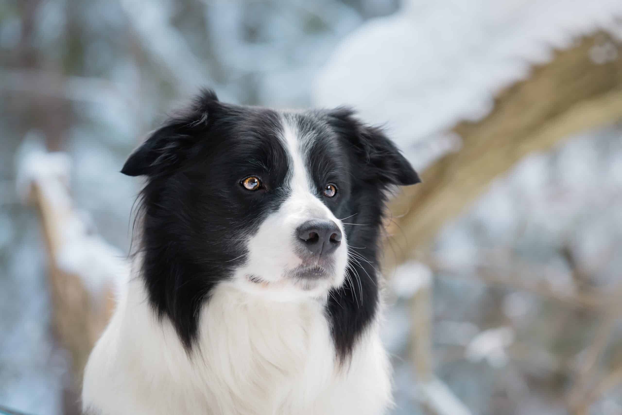 How cold is too cold for Border Collies?