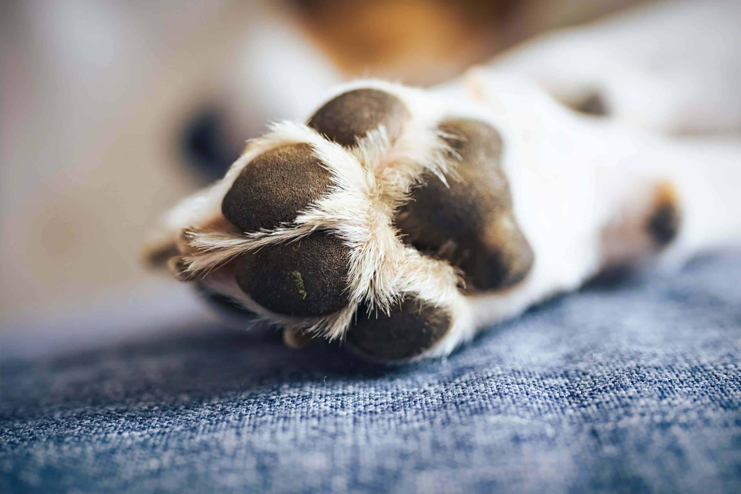 Additional tips when removing tar from your dog's paws