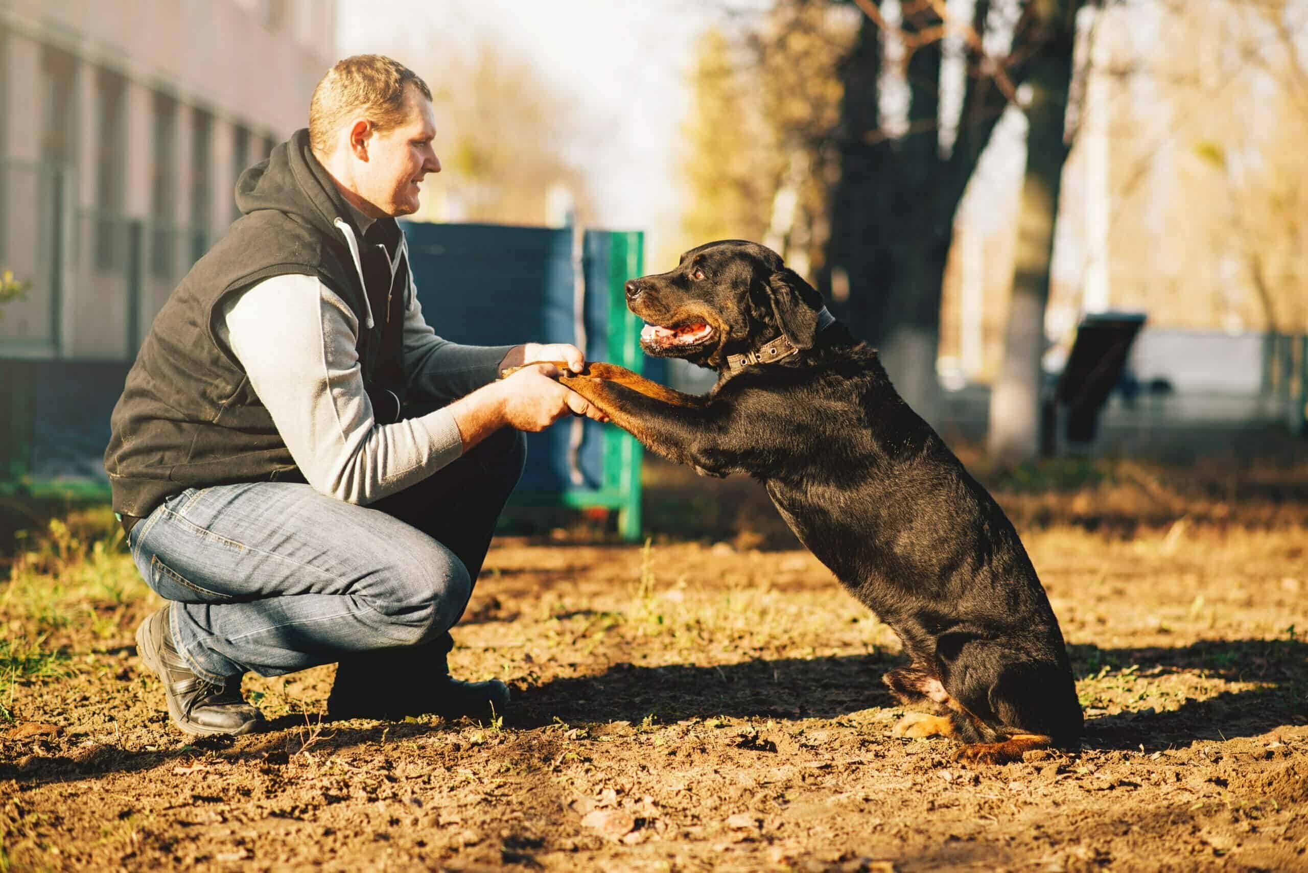 Conditioned Emotional Response in Dog Training
