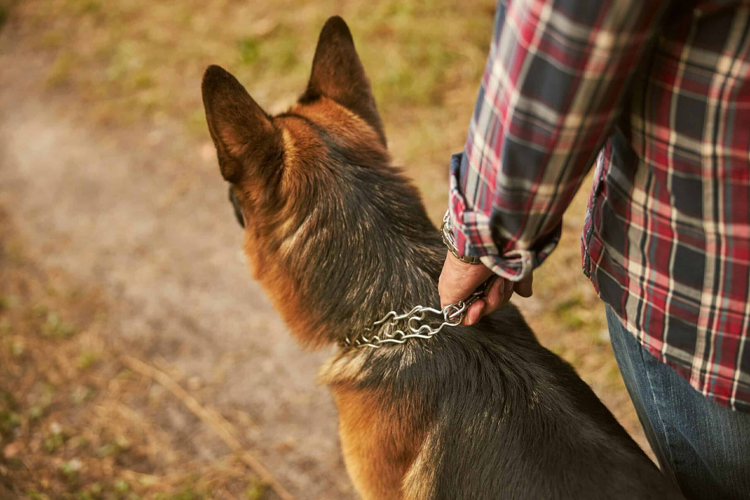 Dog prong collars make dogs aggressive.