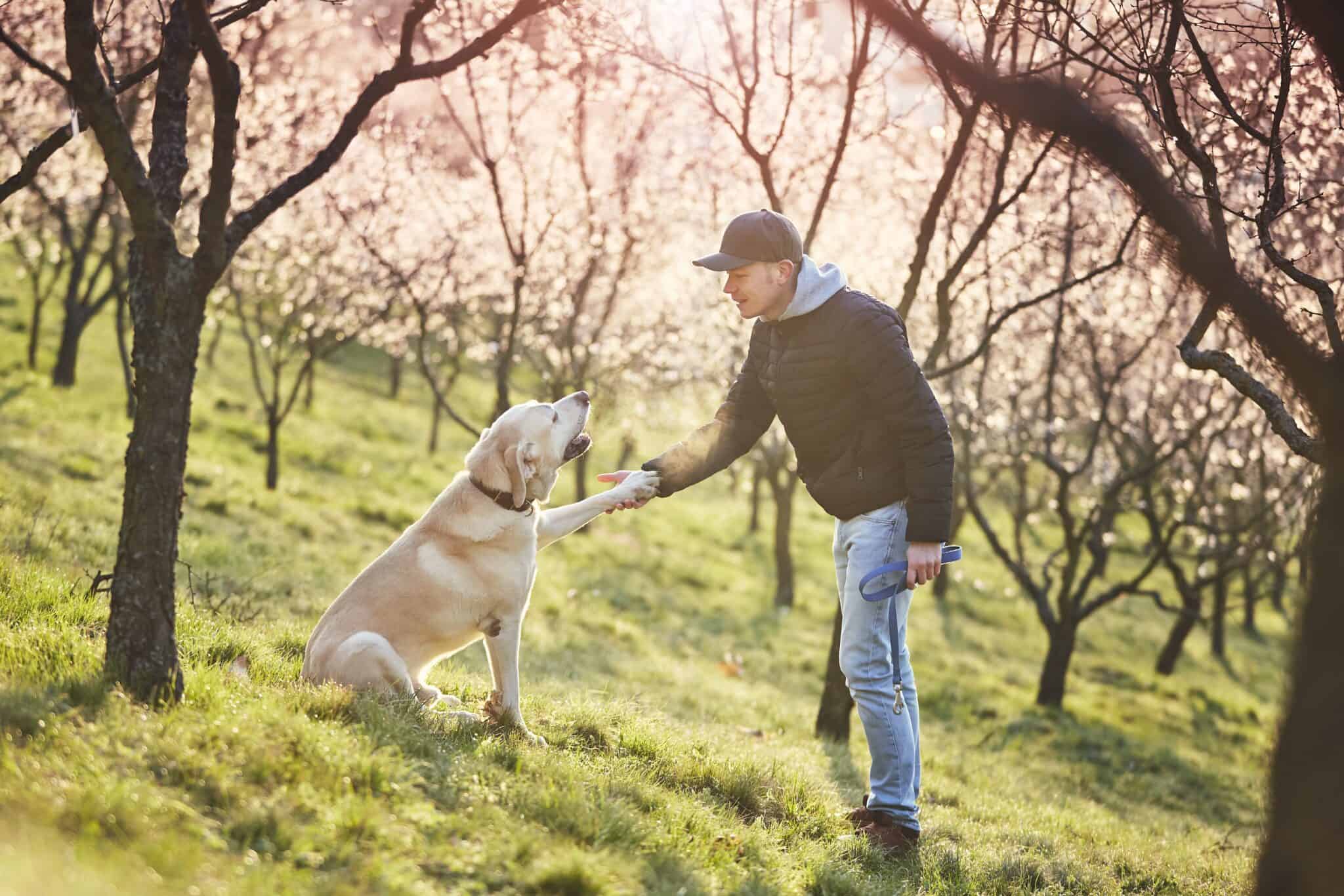 Your Dog Could Be Following You Around Simply Because He Loves You!