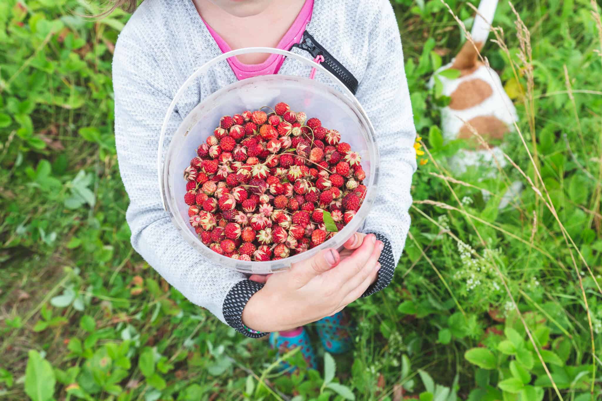 Benefits of Strawberries for Dogs