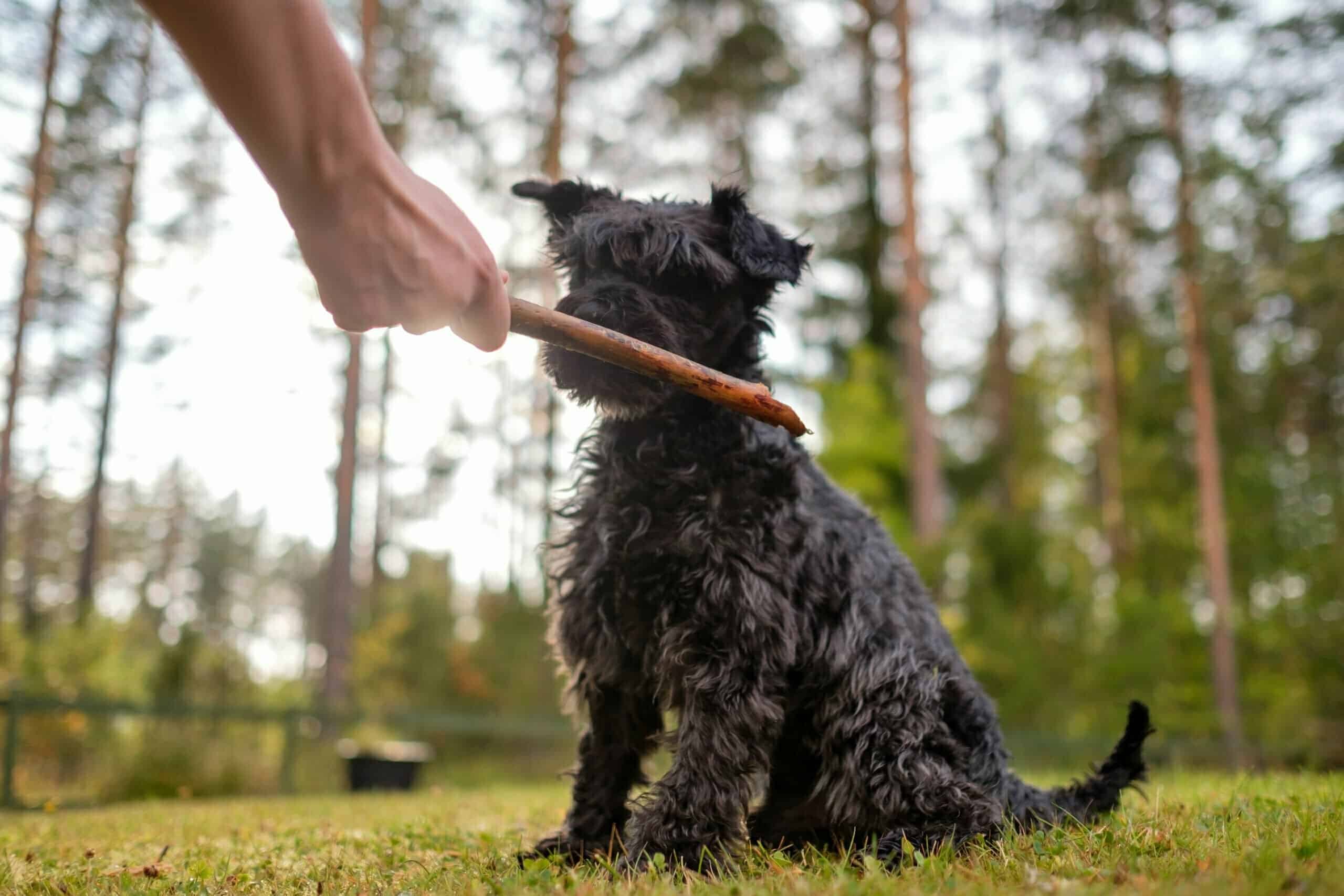 Origins of the Schnauzer