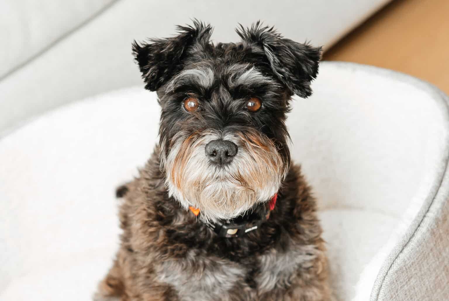 Teddy Bear Schnauzer Haircut