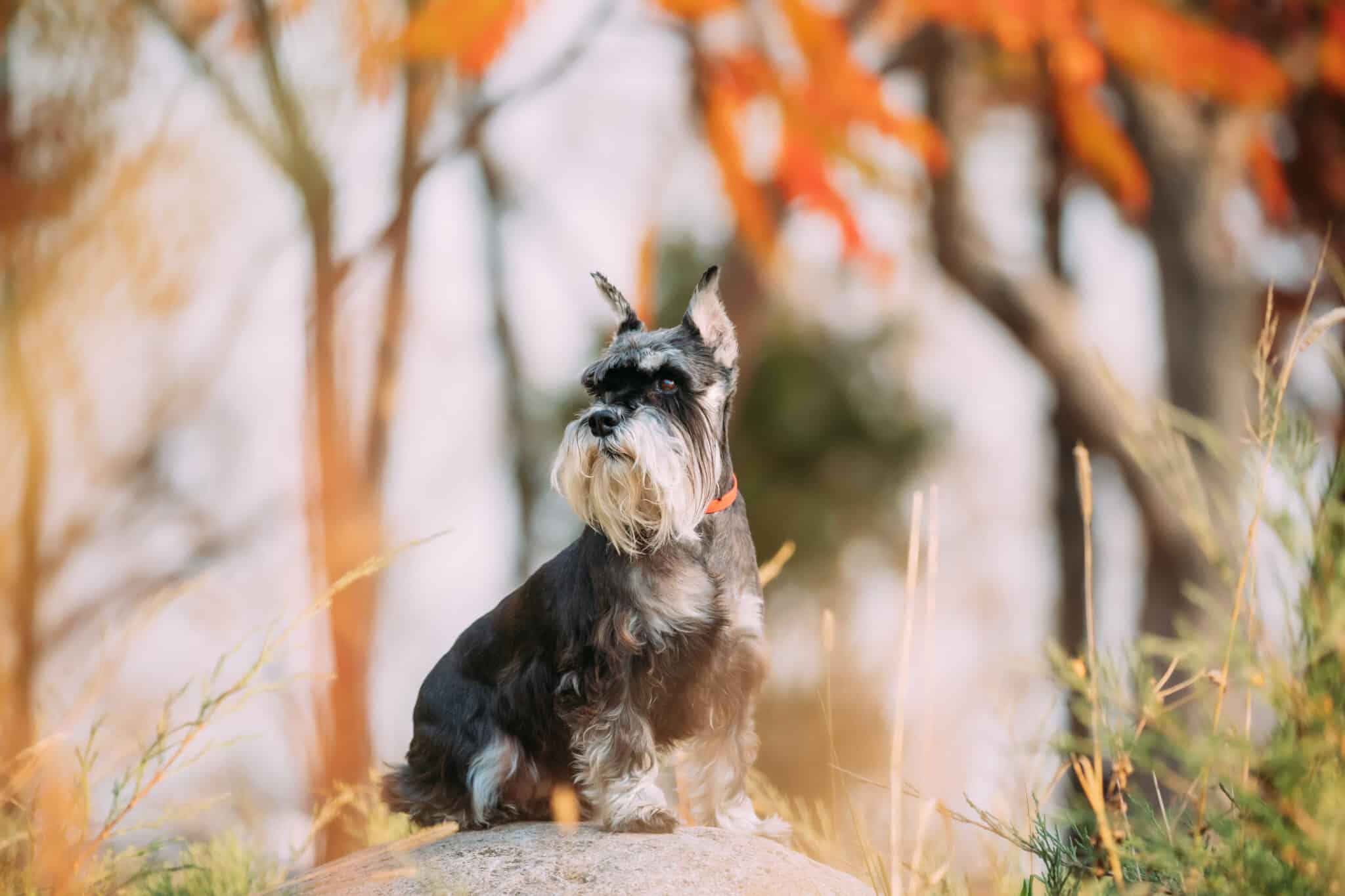 3. Traditional Schnauzer Cut