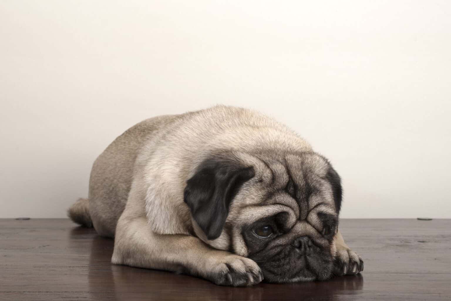 What Does it Mean When a Pug's Tail is Down?