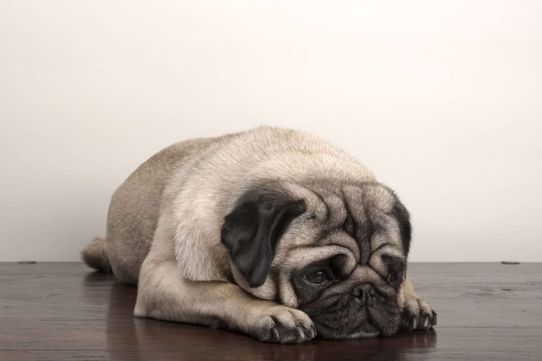 What Does it Mean When a Pug's Tail is Down?