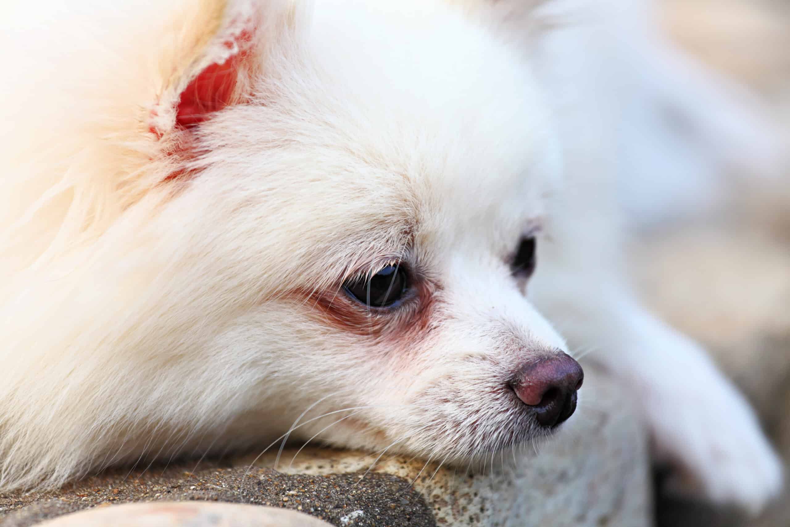 White Dog Fur Turning Rust Color