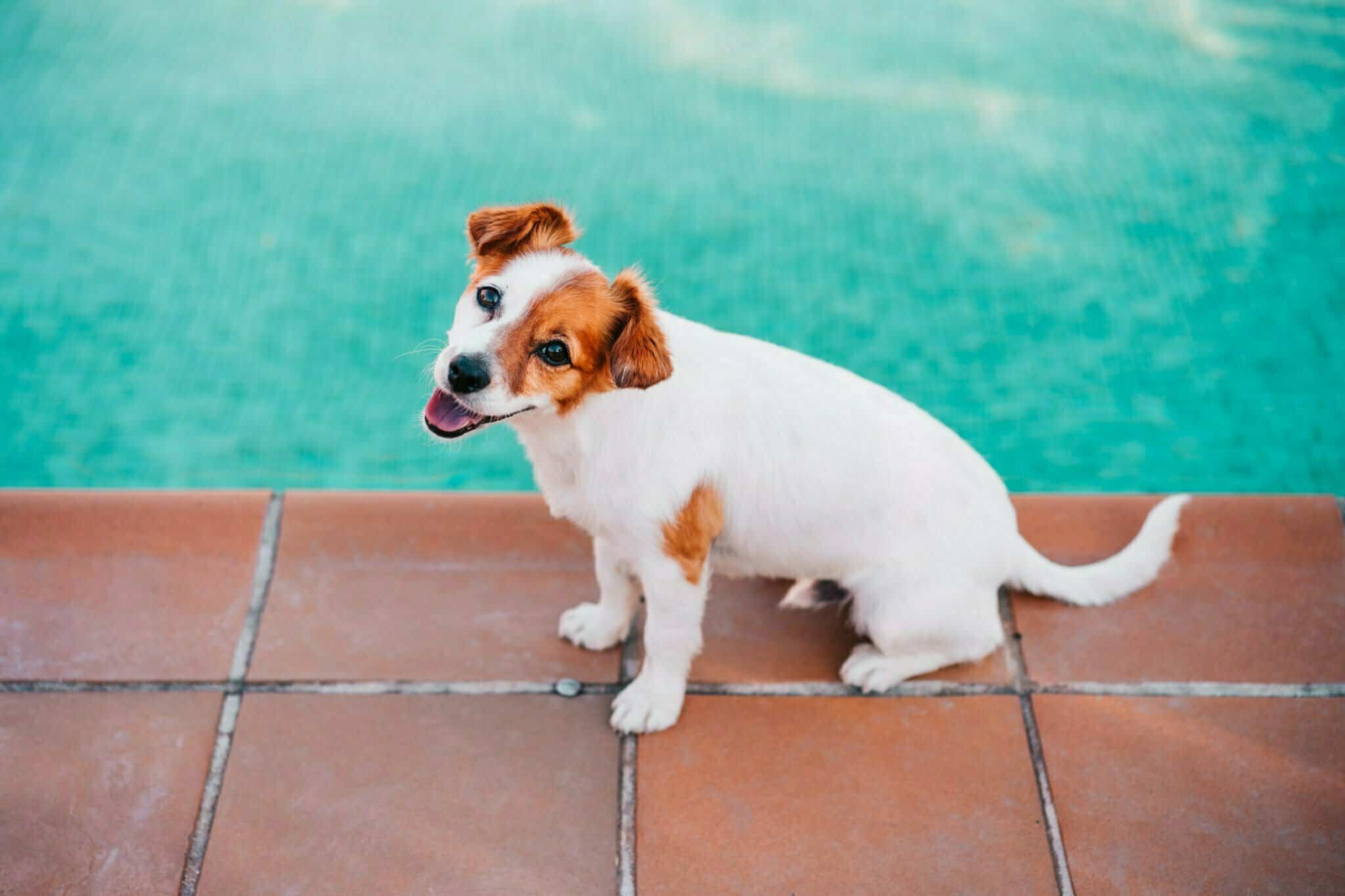 Is it Safe for My Dog to Pee in the Pool?