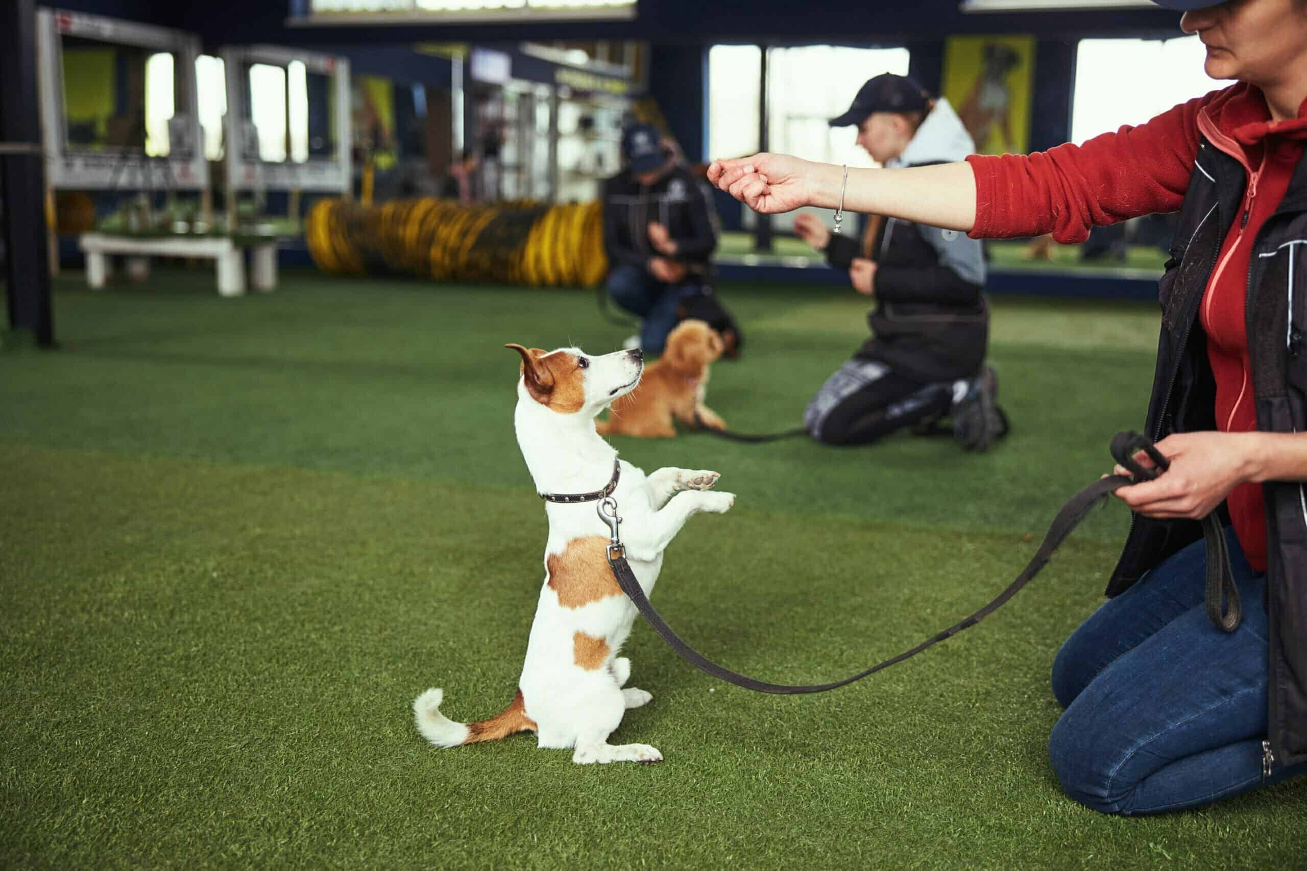 Should I Hire a Dog Trainer?