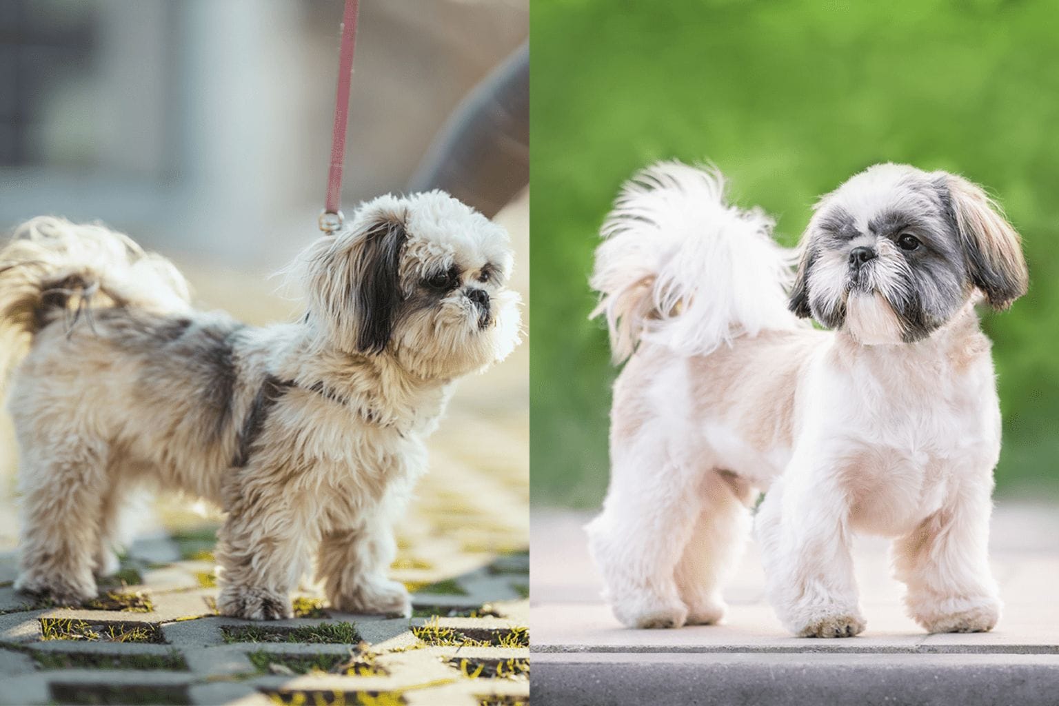 Shih Tzu Teddy Bear cut vs Puppy Cut