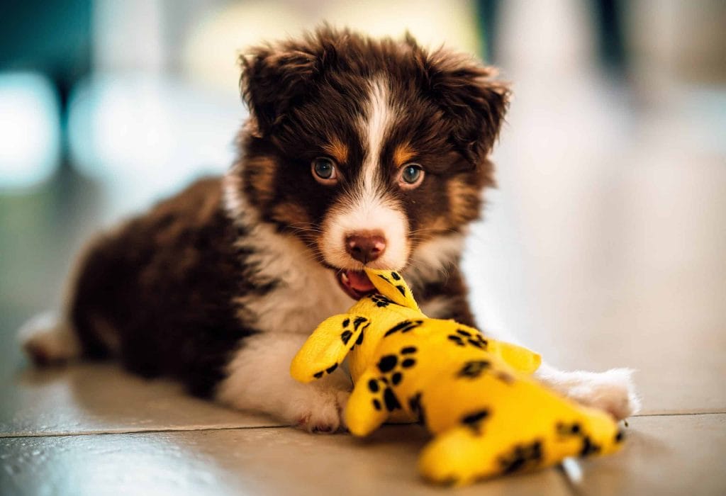 Why is Your Puppy Whining While Chewing Toys?