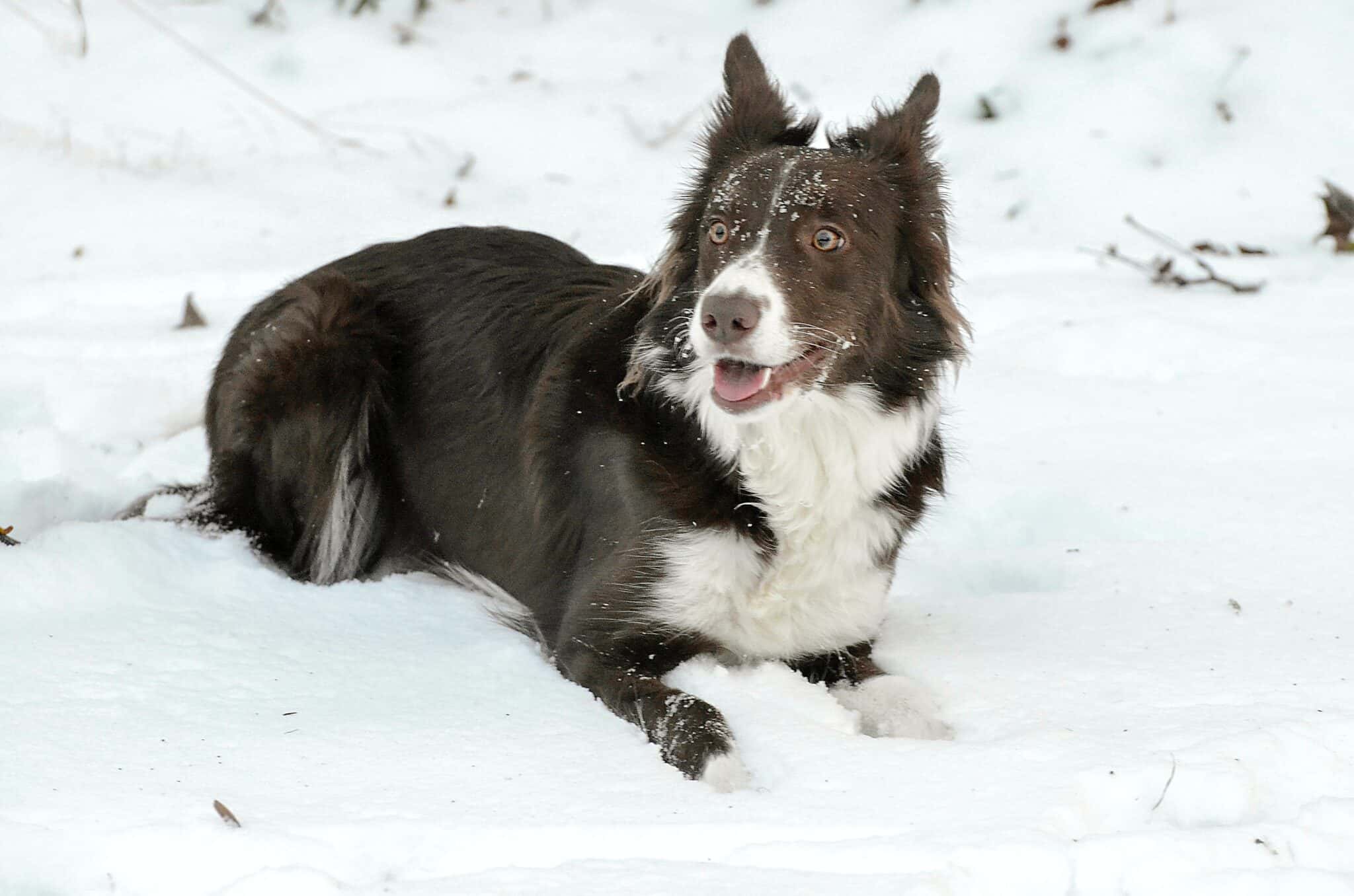 Can Border Collies live in cold weather?