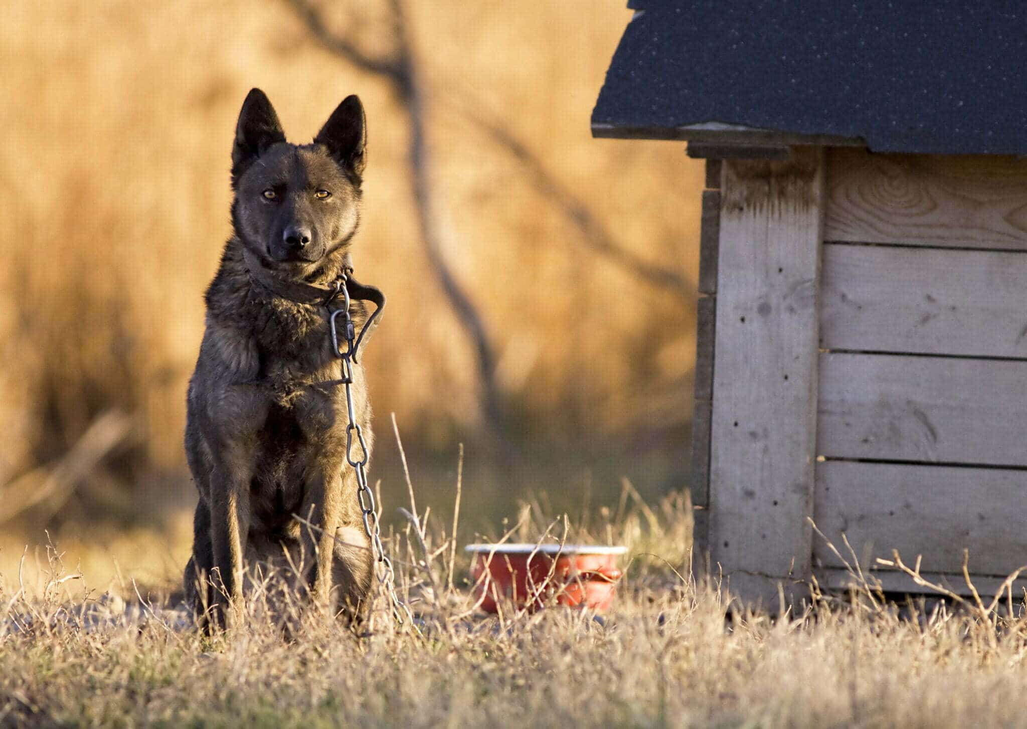 Other factors that can contribute to aggression in dogs