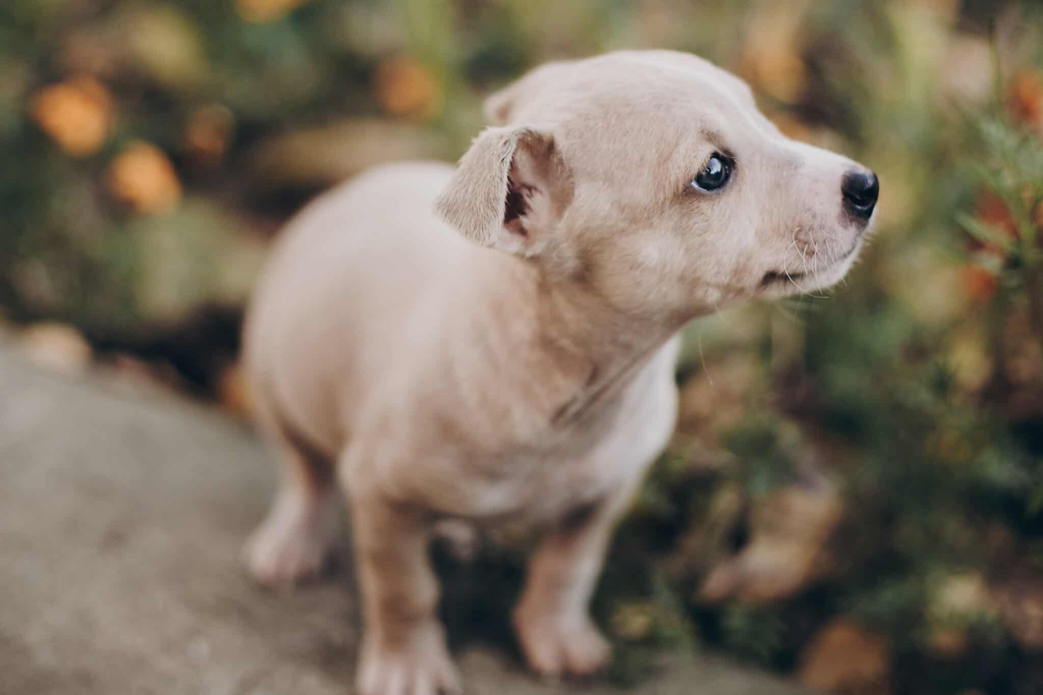 Why is My Dog Afraid of the Bug Zapper?