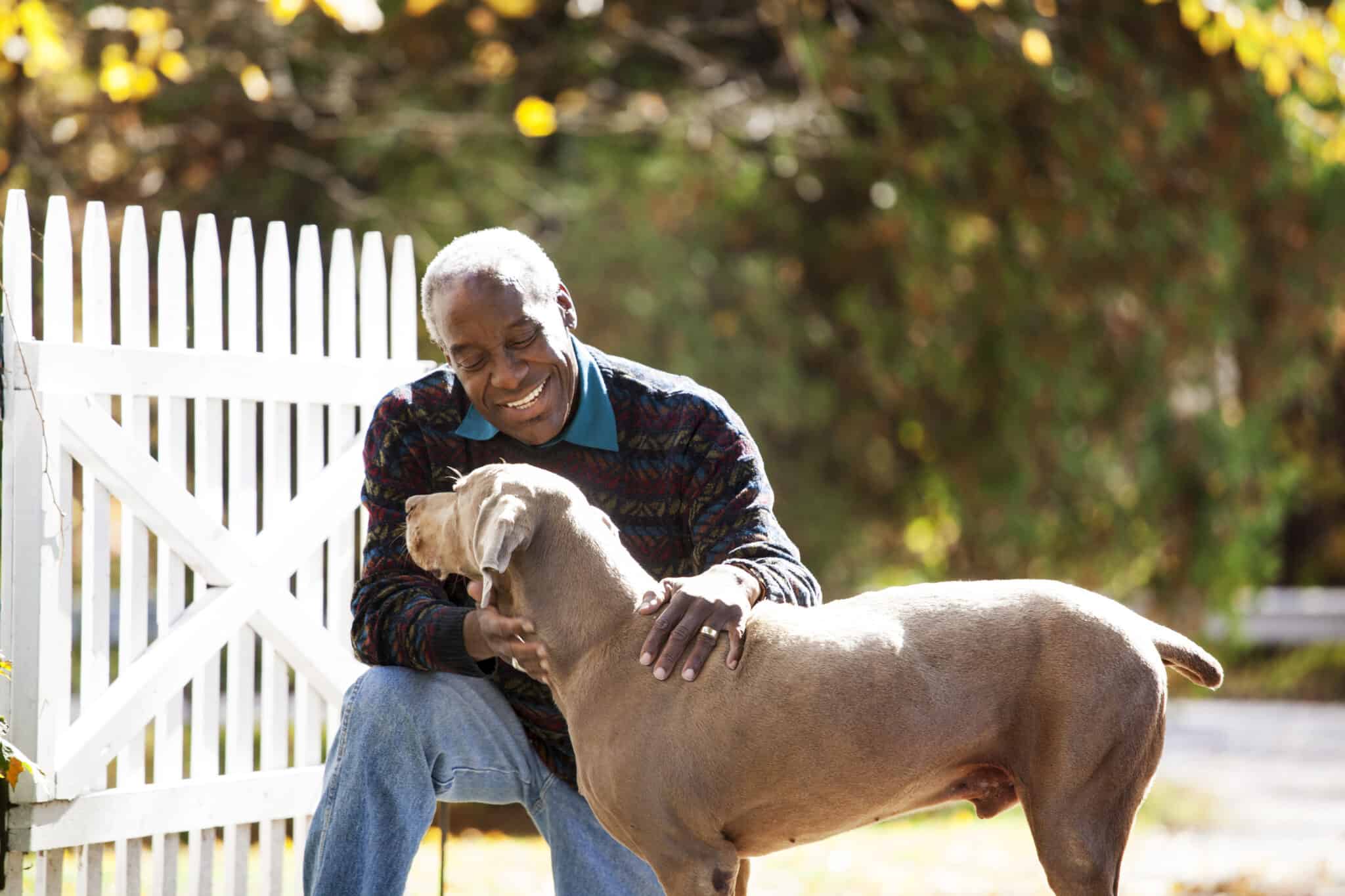 When to feed a senior dog