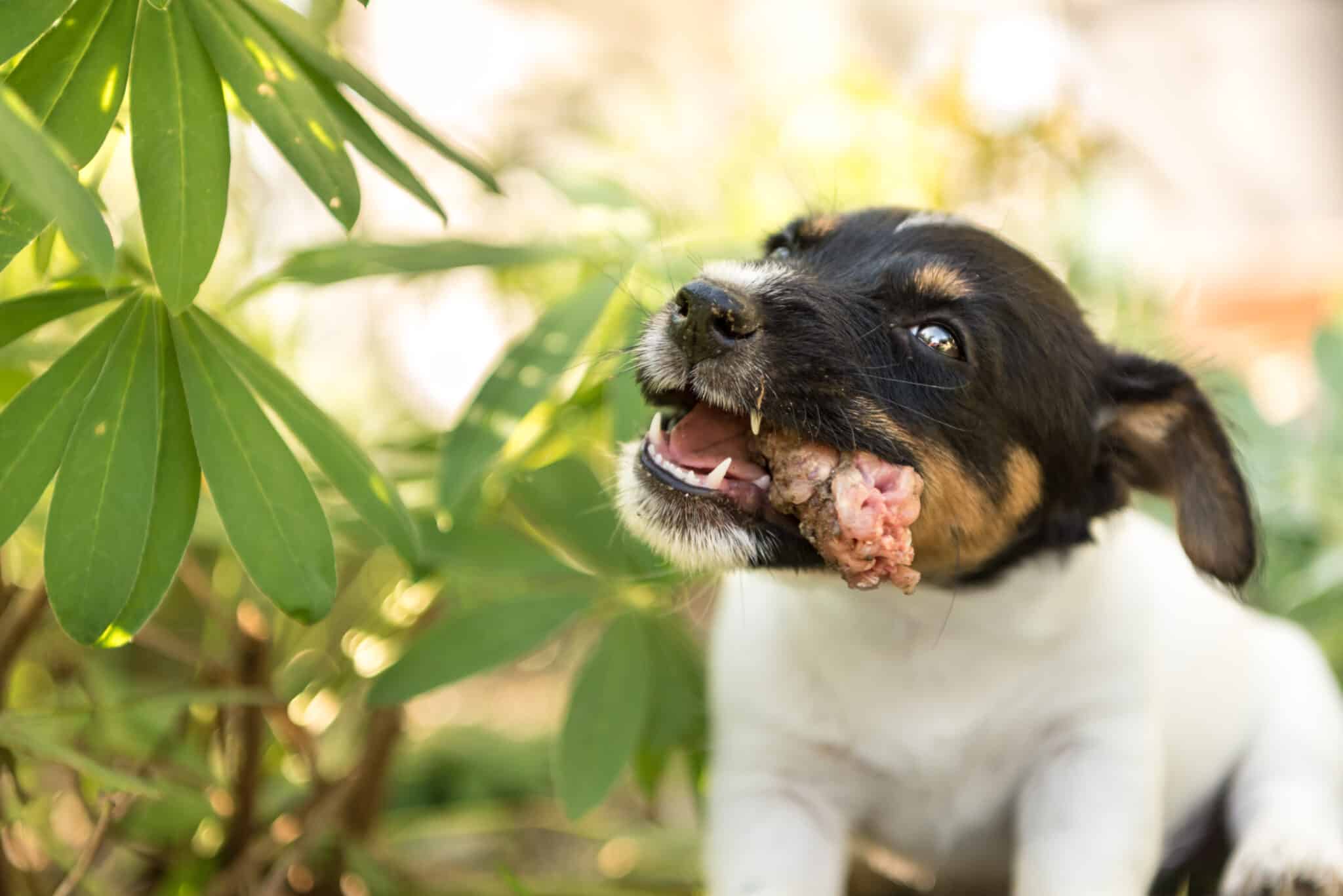 Are Raw Chicken Bones Edible for Dogs?