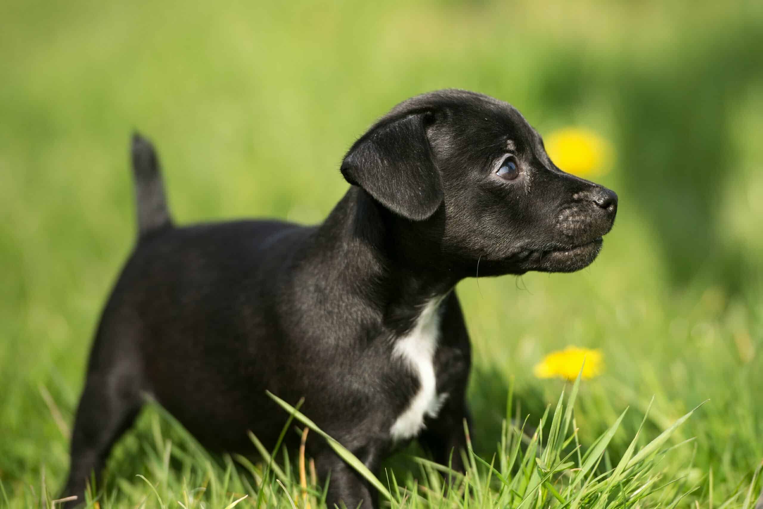 Why is Your Patterdale Terrier Barking?