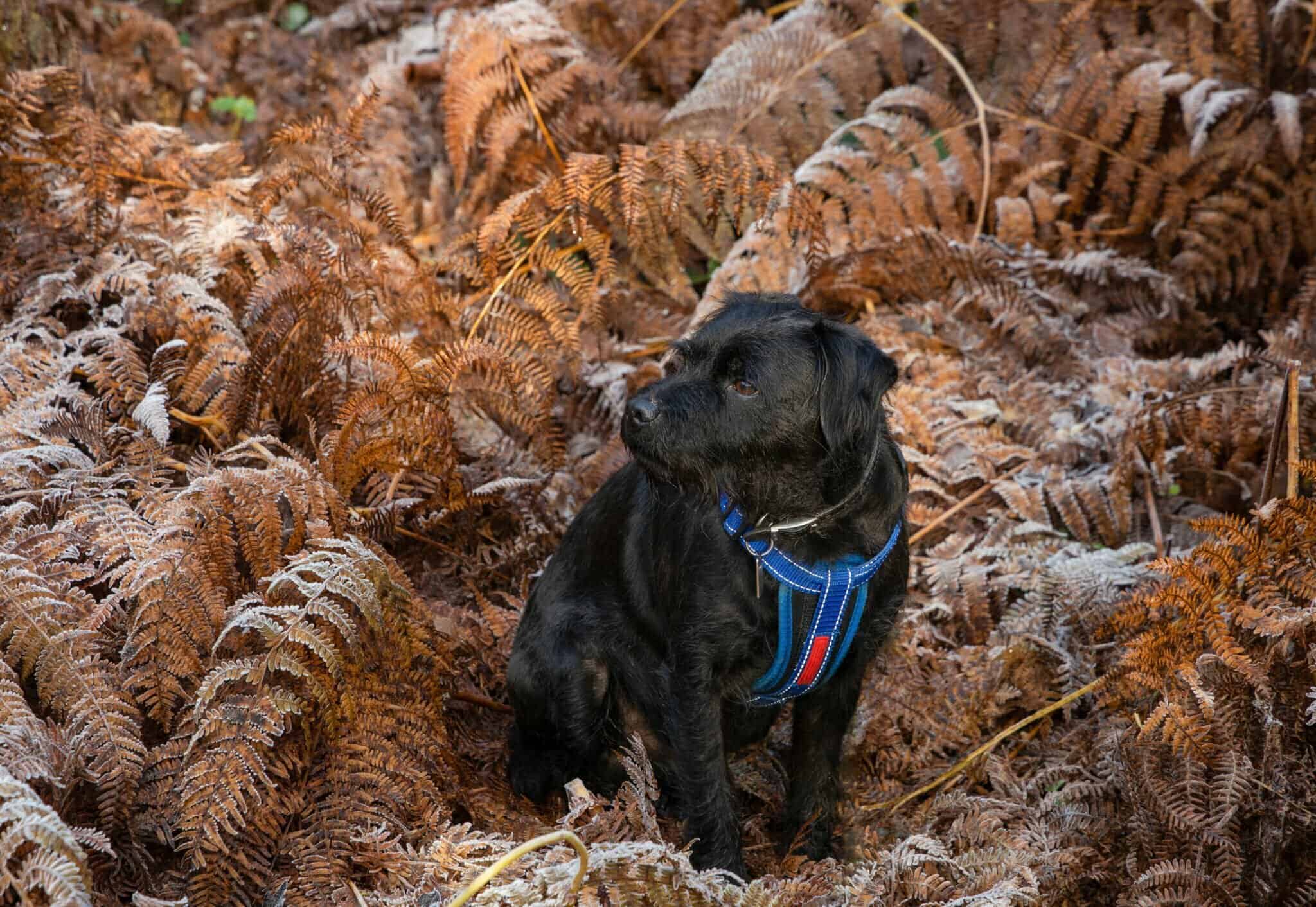 Do Patterdale Terriers Naturally Bark a Lot?