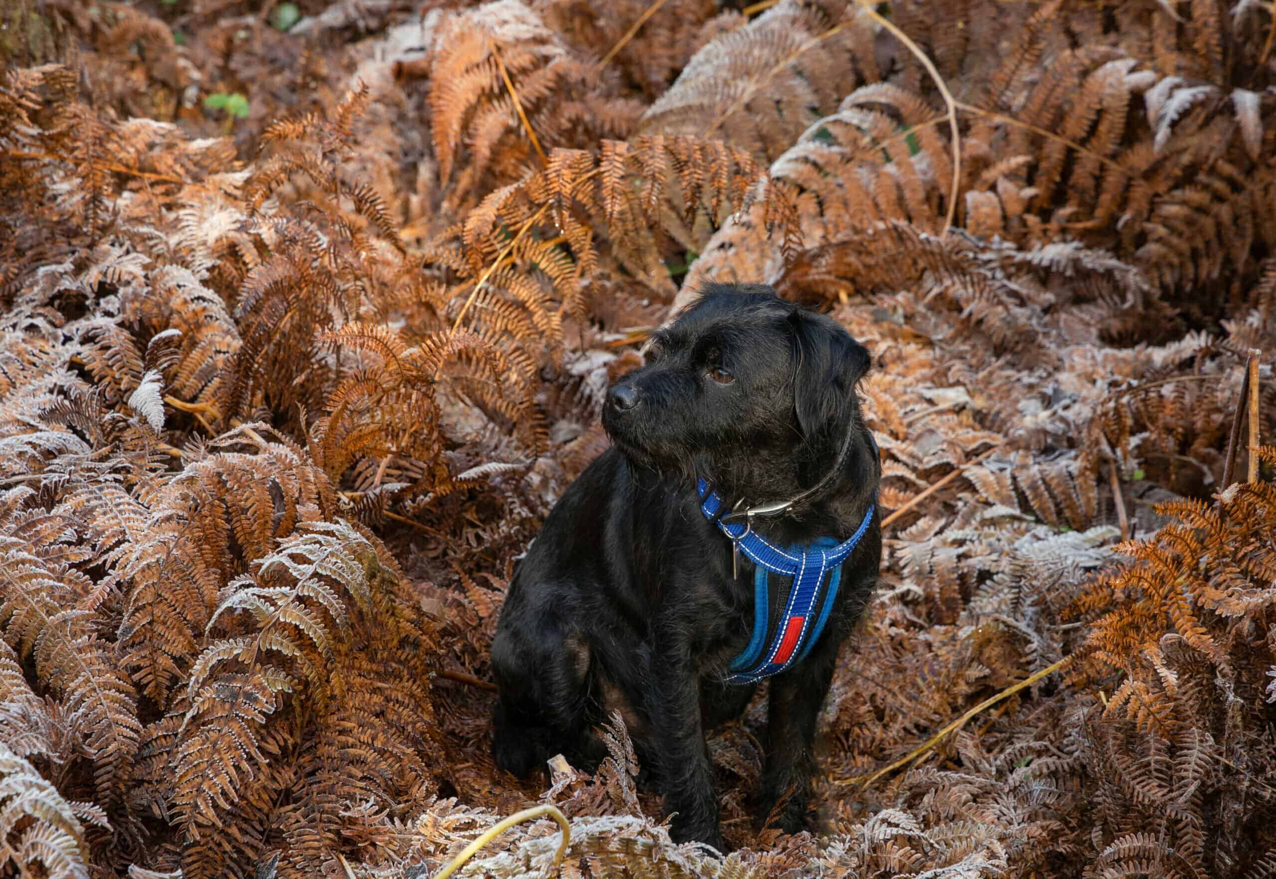 Do Patterdale Terriers Naturally Bark a Lot?