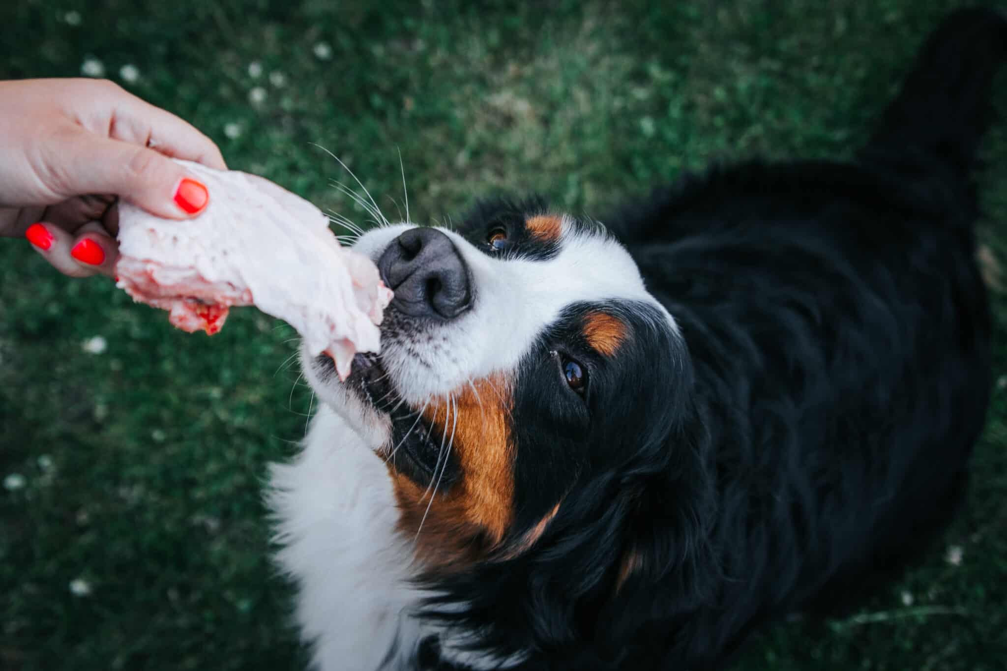 Safety Tips for Feeding Raw Chicken Bones to Dogs
