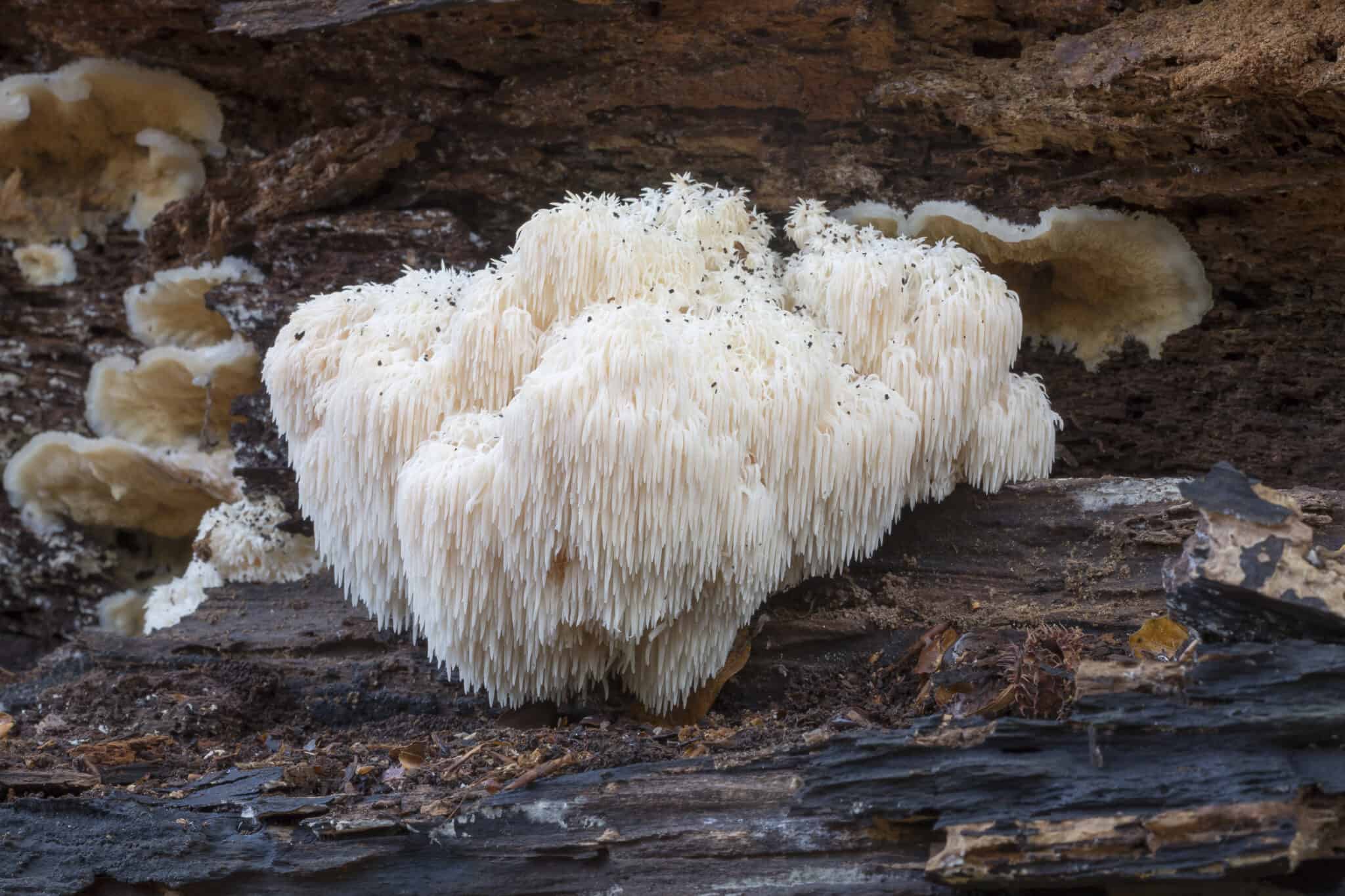 Adding Lion's Mane Mushrooms To Your Dog's Diet