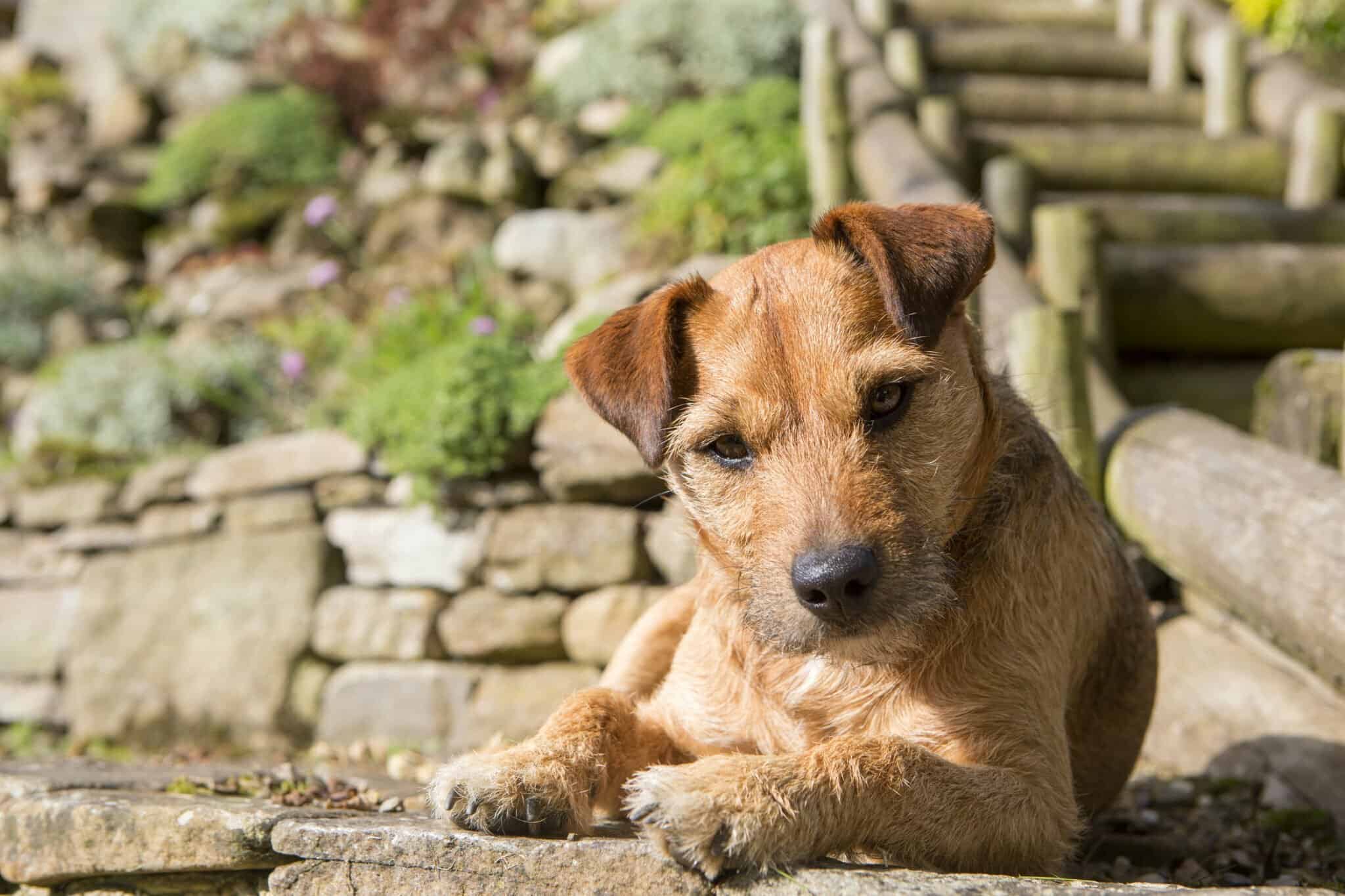 Things to Avoid When Training Your Patterdale Terrier