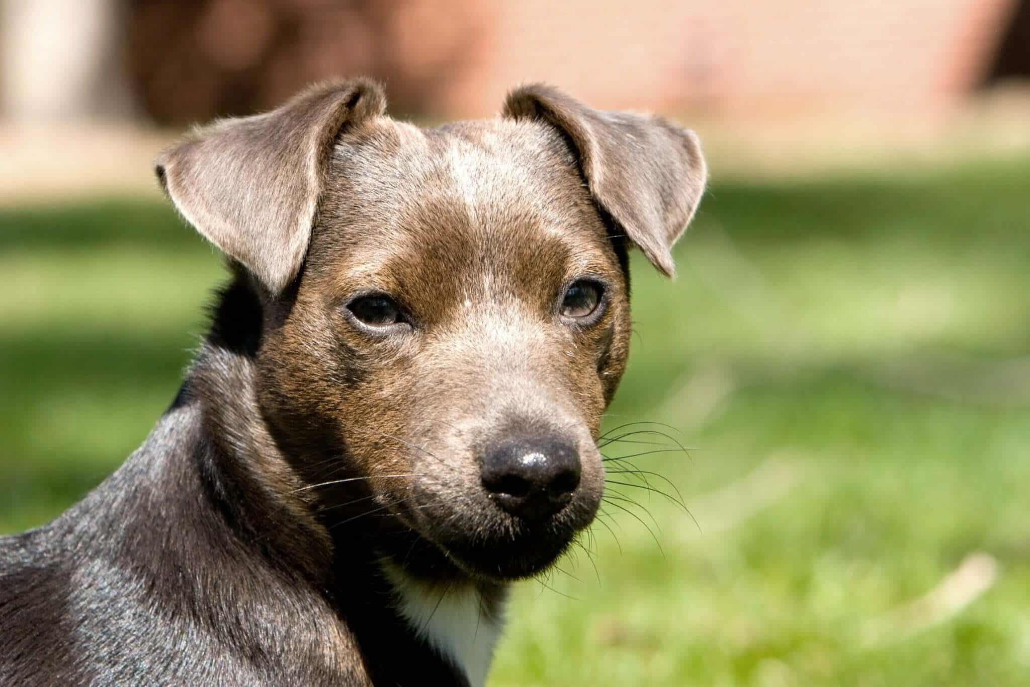 How to Stop a Patterdale Terrier From Barking