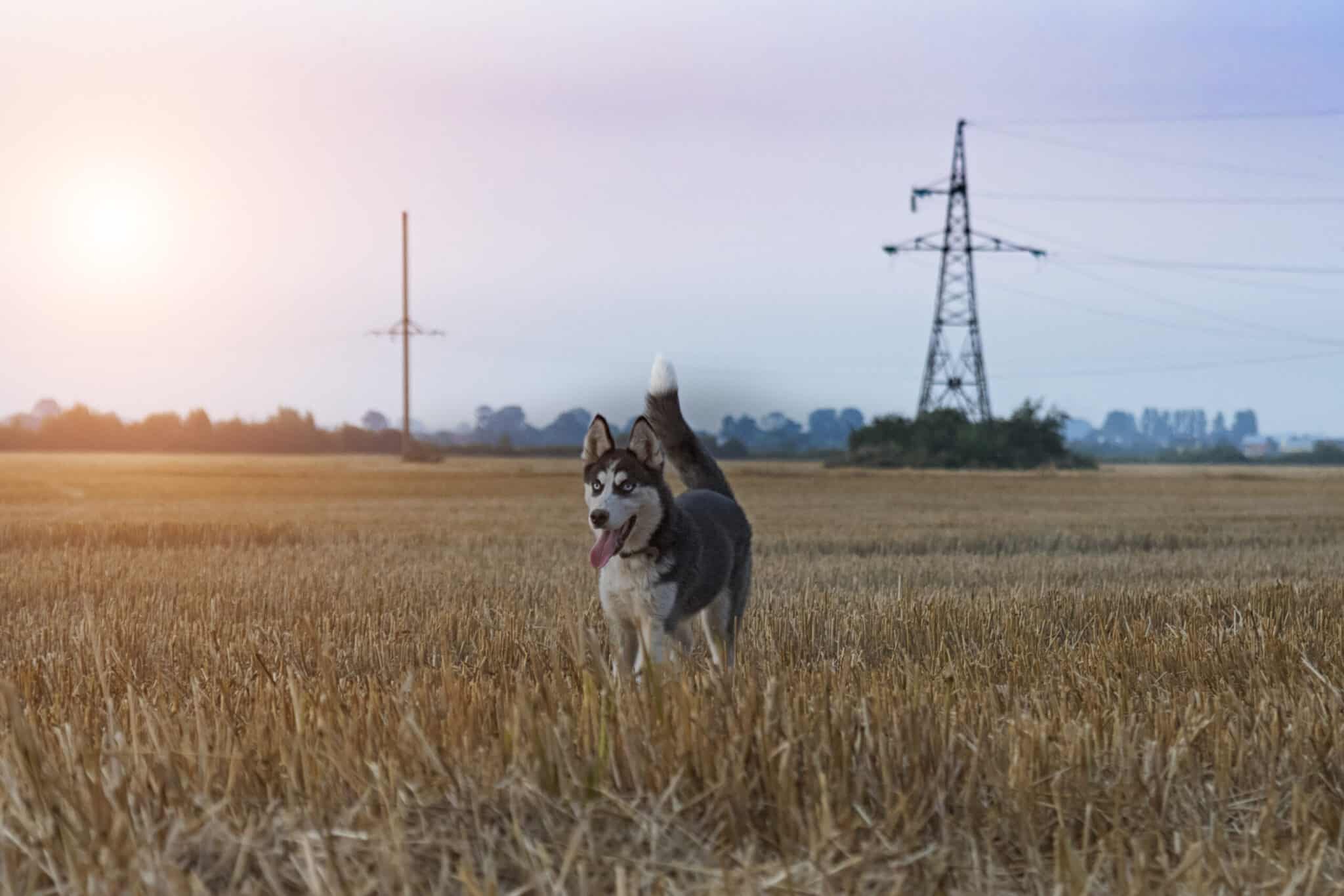 Are Huskies Good With Chickens?