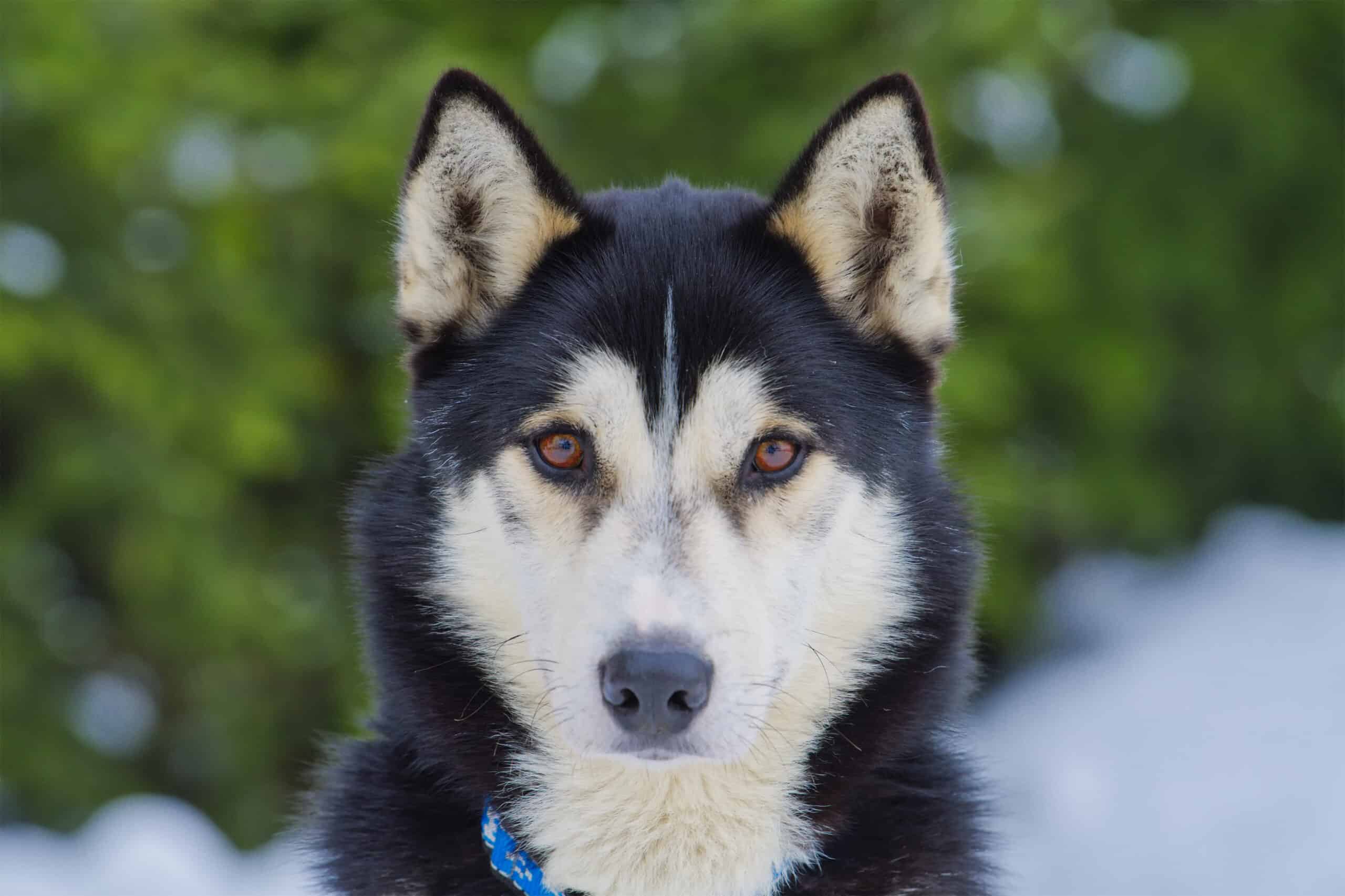 Will a Husky Kill Chickens?