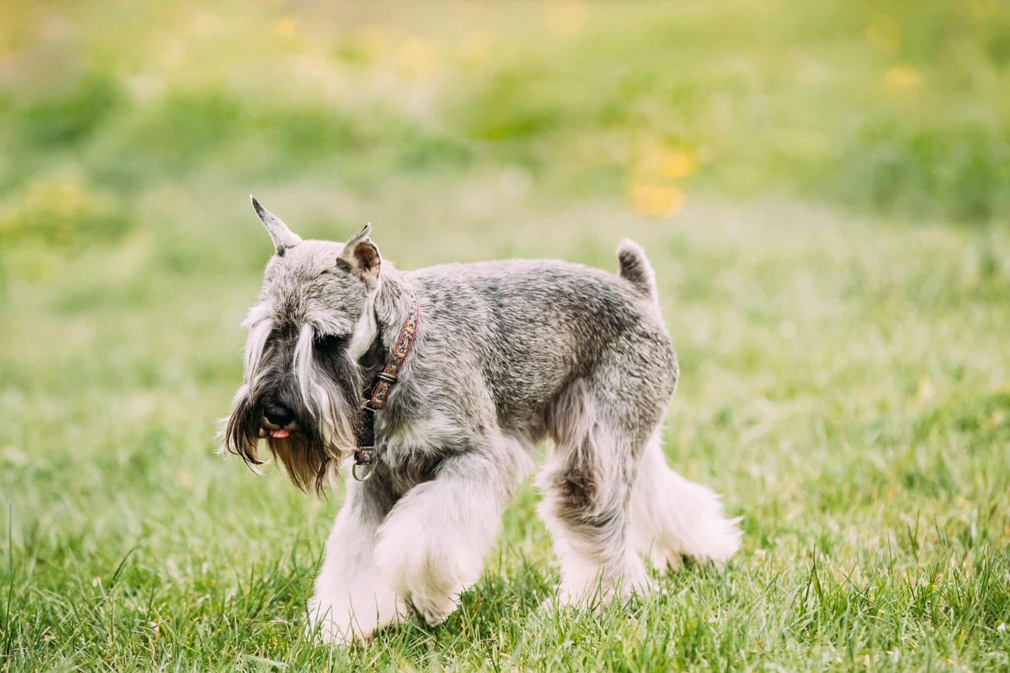 Can a Schnauzer's shaved beard grow back?