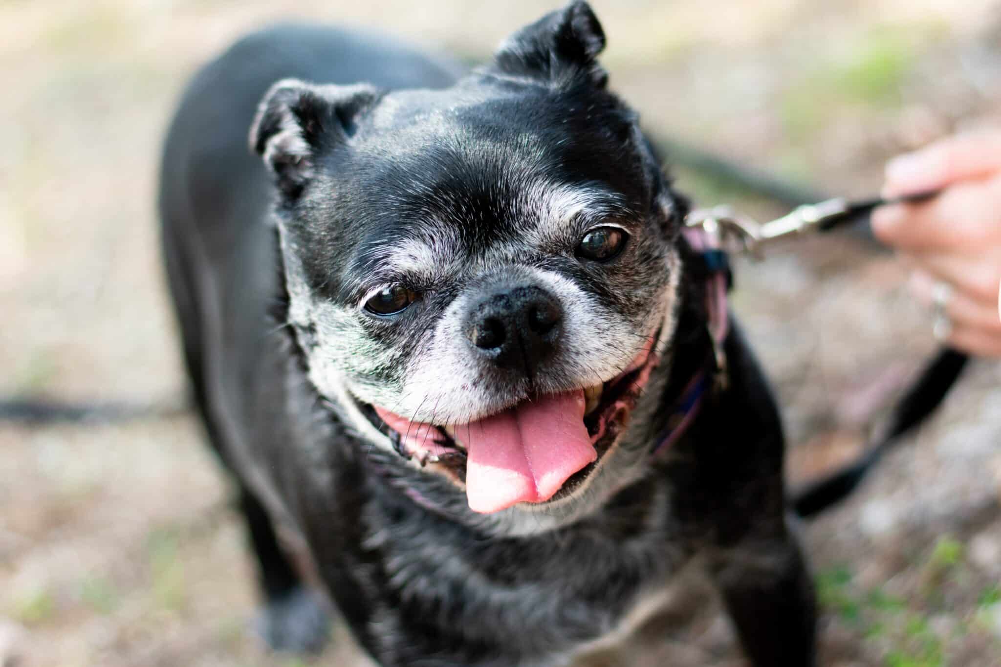 How often should i feed my senior dog?