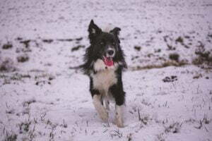 Do border collies like snow?