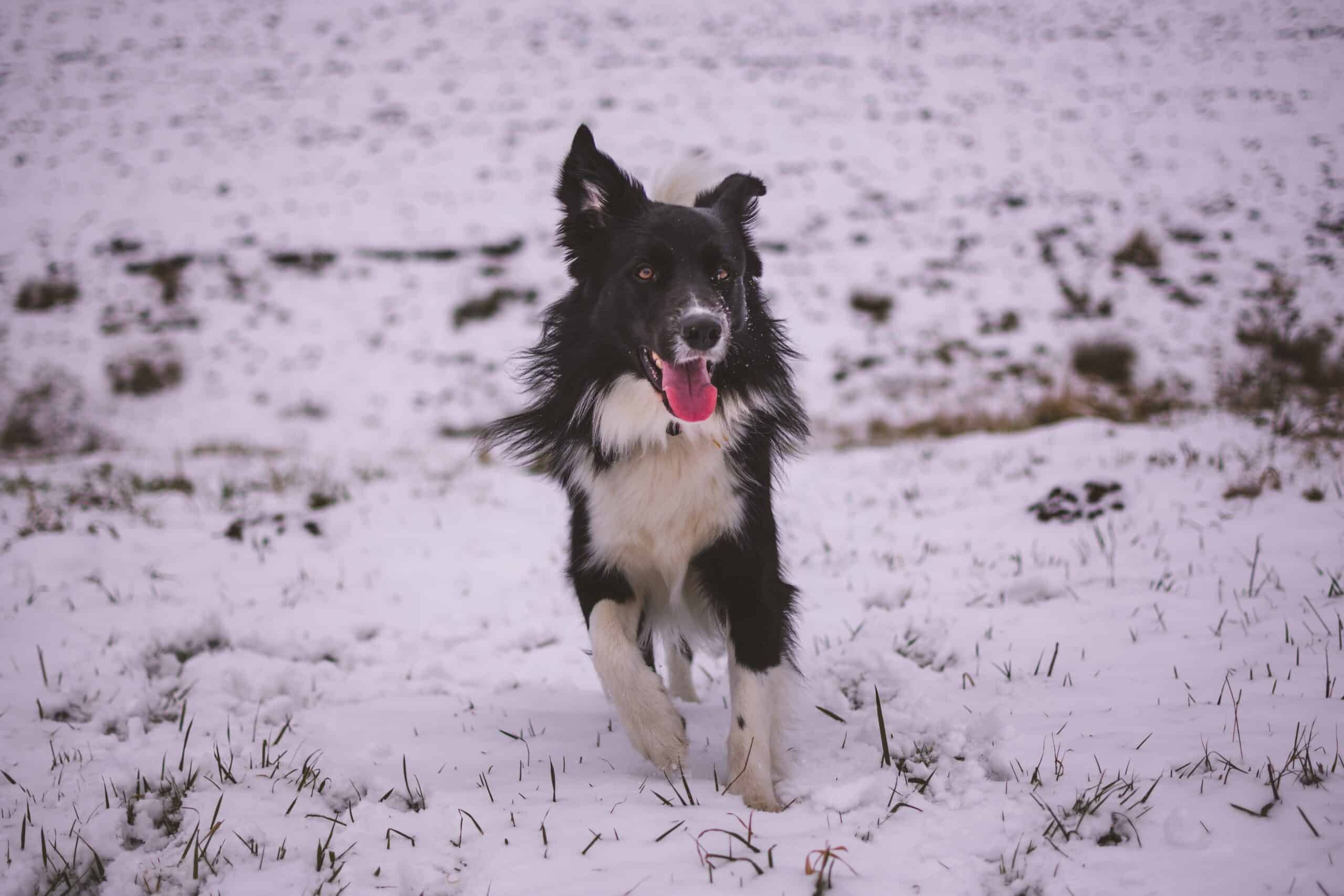 Do border collies like snow?