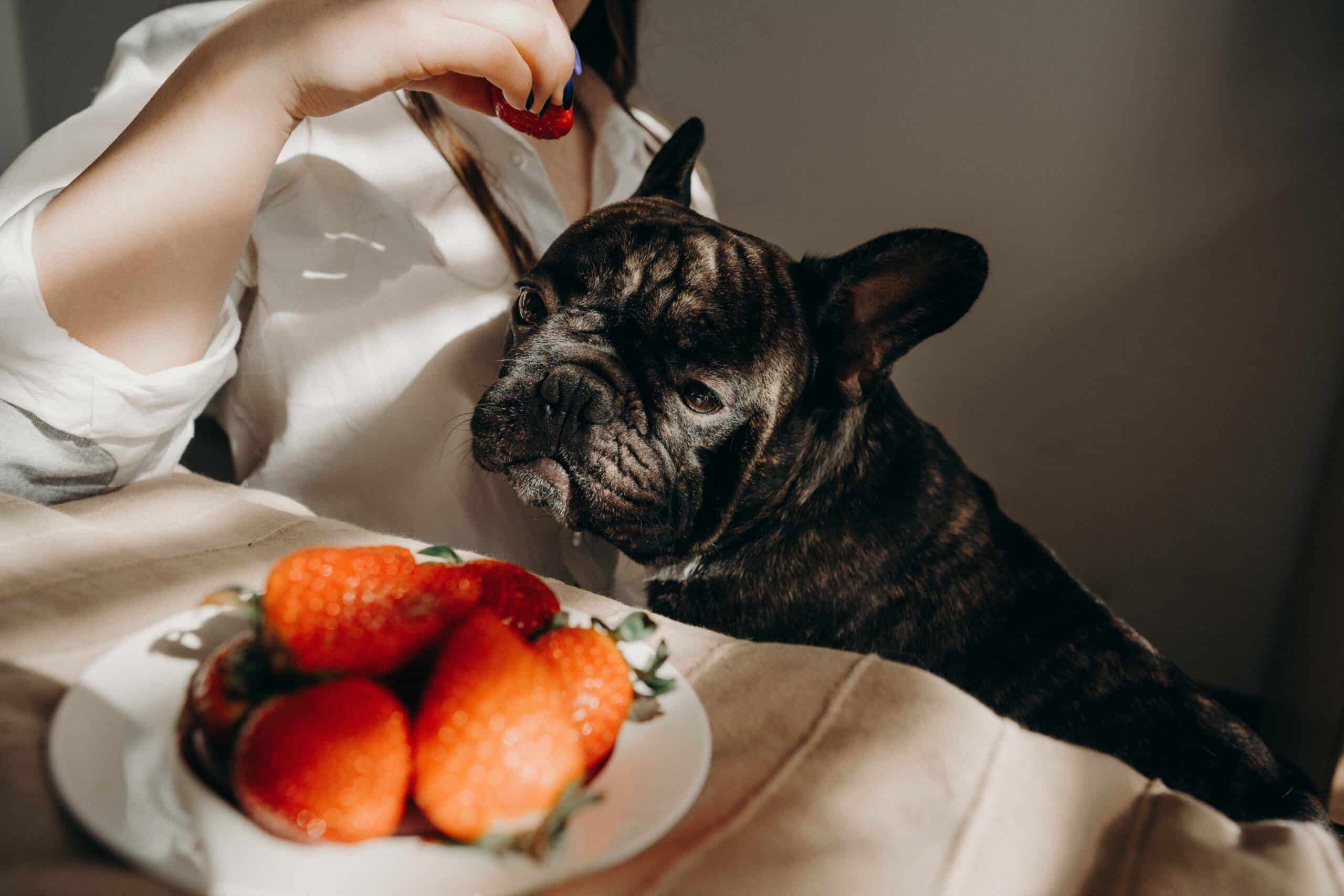 Downside of Strawberries for Dogs