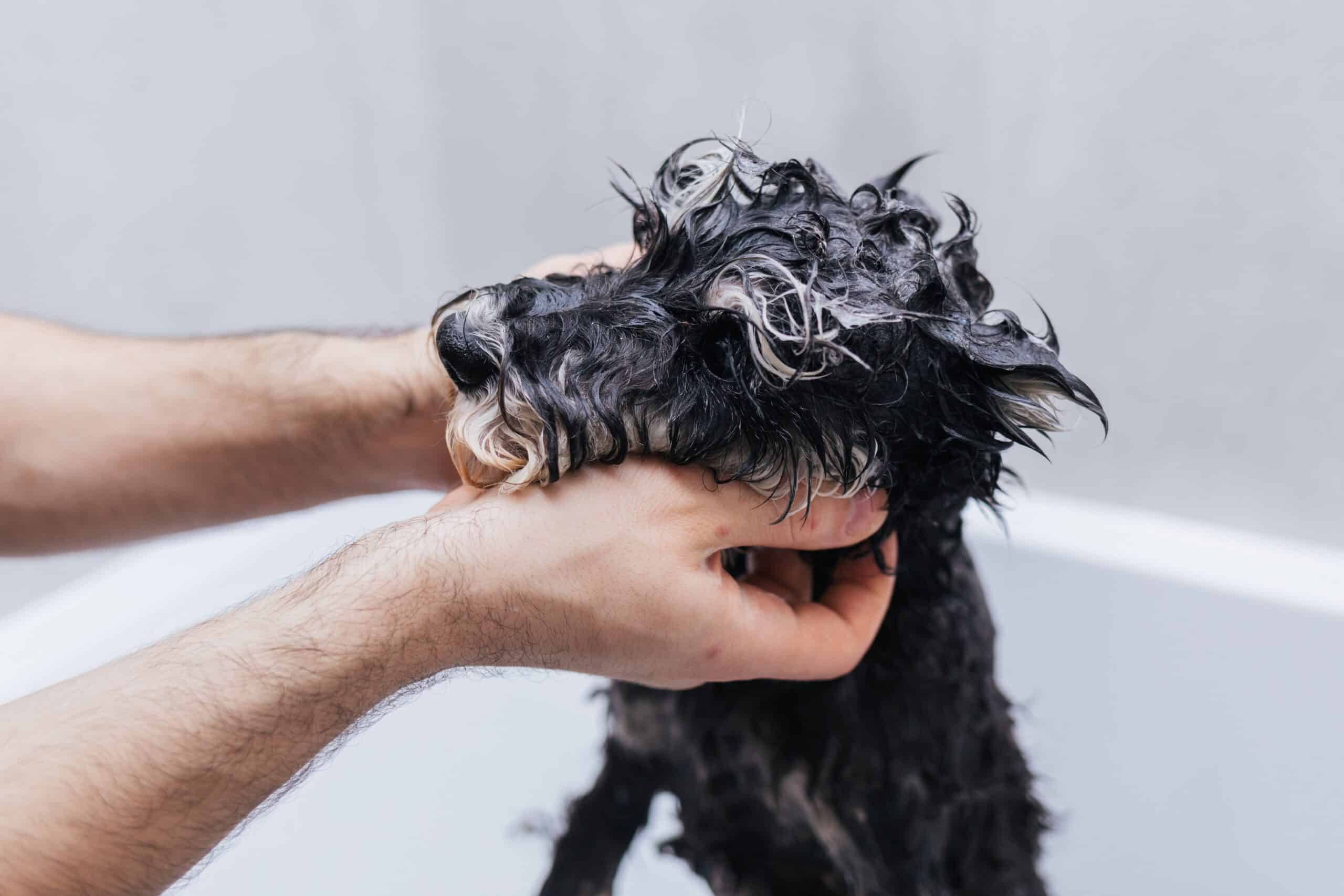 Is Burt’s Bees dog shampoo safe for Puppies?