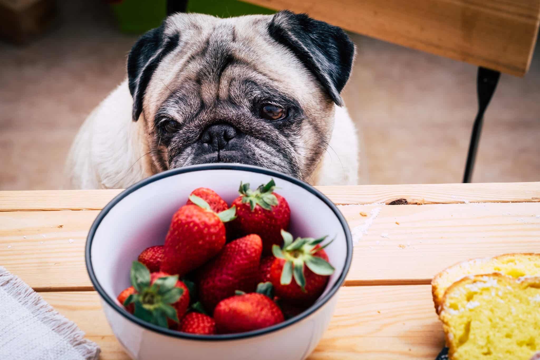 How Many Strawberries Can a Dog Eat?