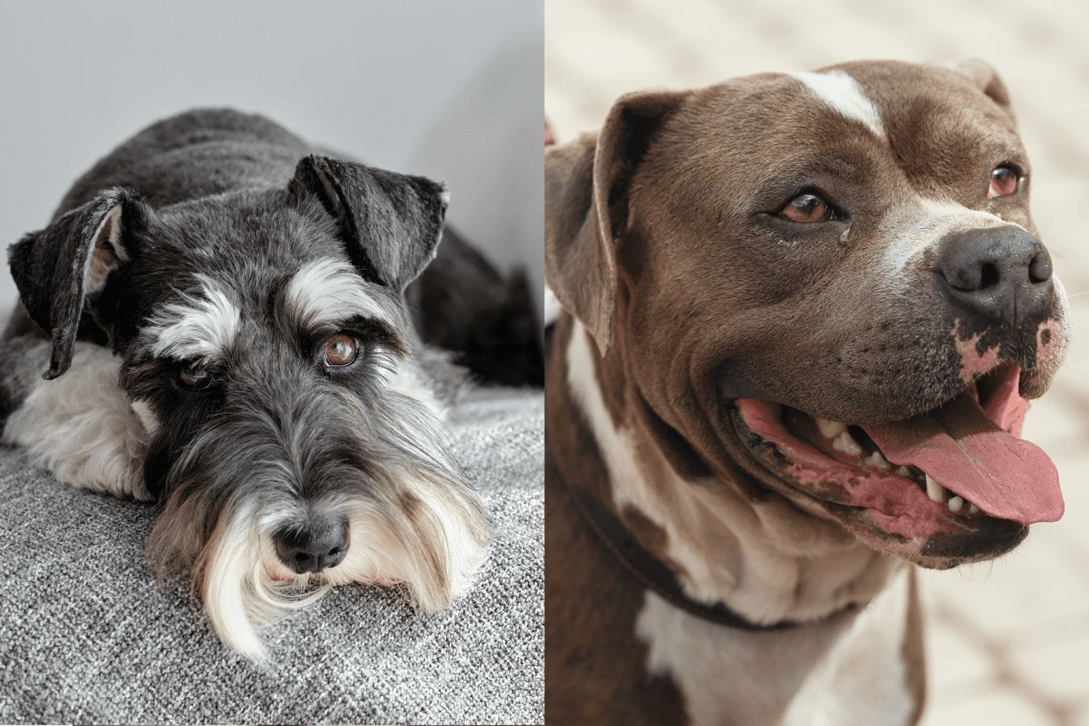 Pitbull Mix with Schnauzer