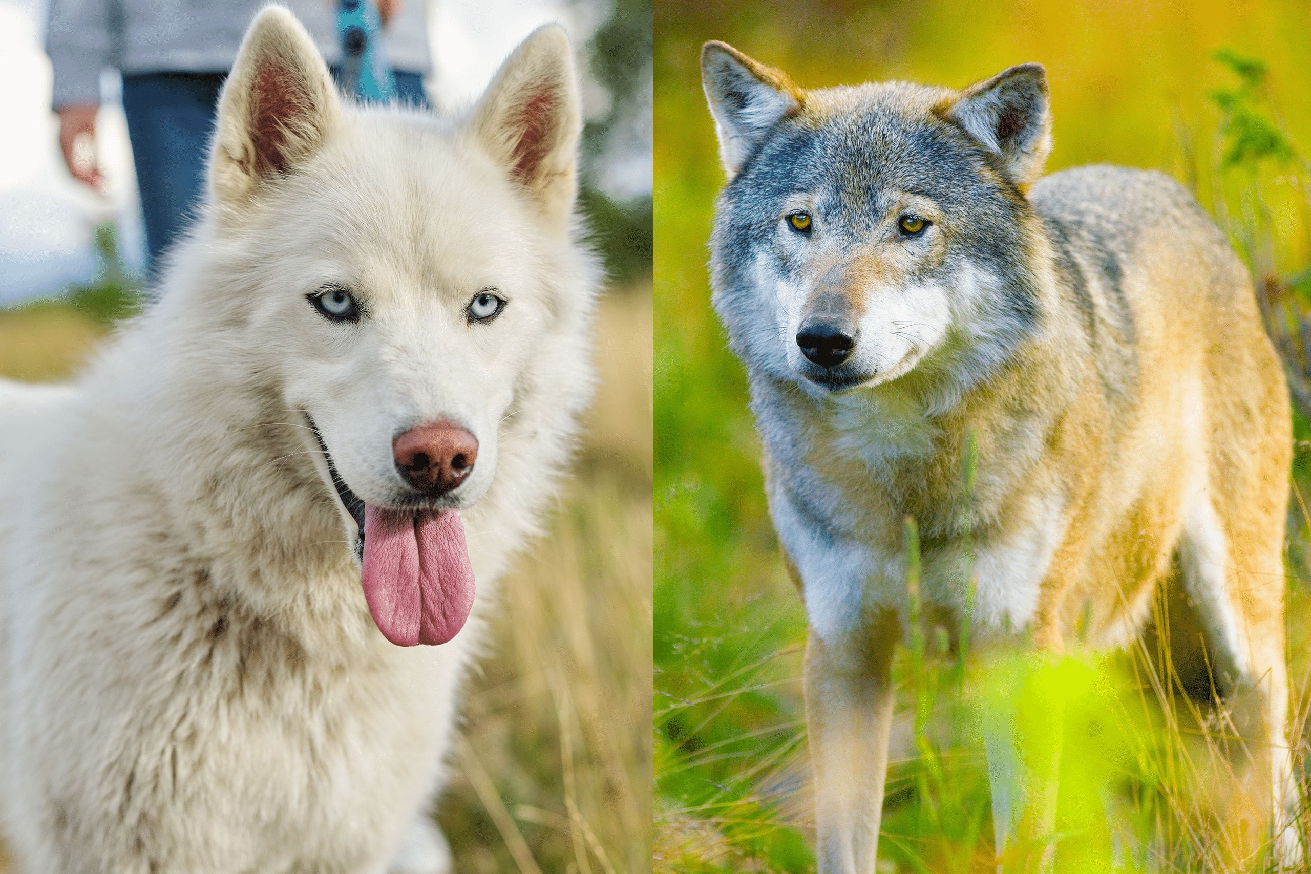 Wolf Size Compared To Dog Wolf VS Dog