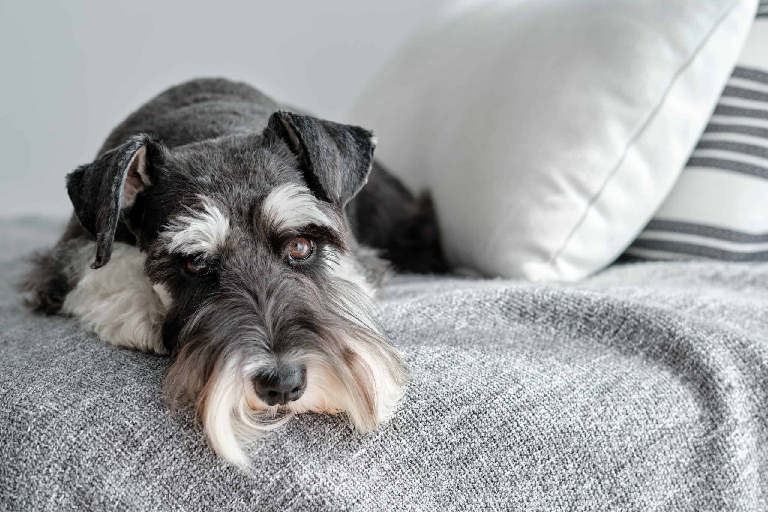 Can a Schnauzer's shaved beard grow back?