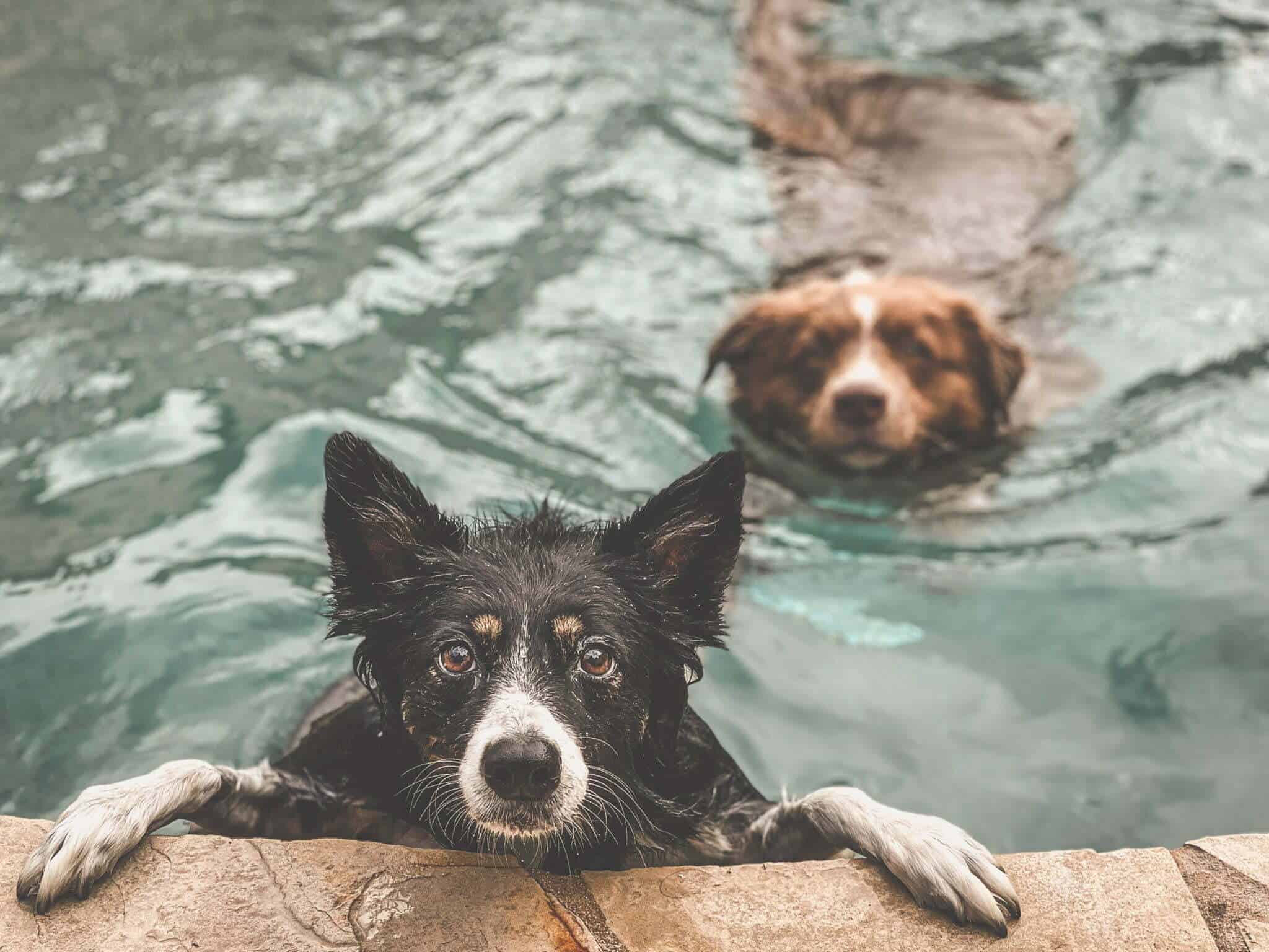 Is Chlorine Safe For My Dog?