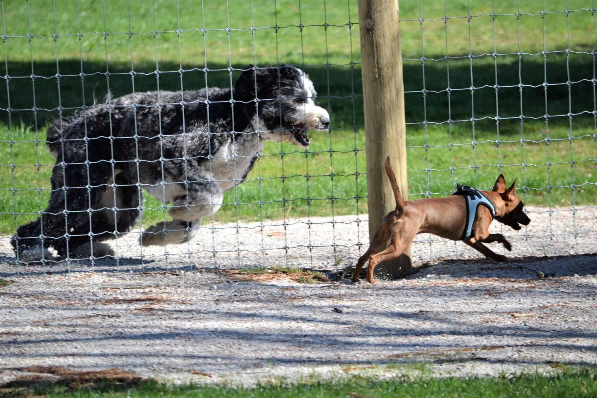 Should You Be Worried About Your Large Dog Around Smaller Dogs?