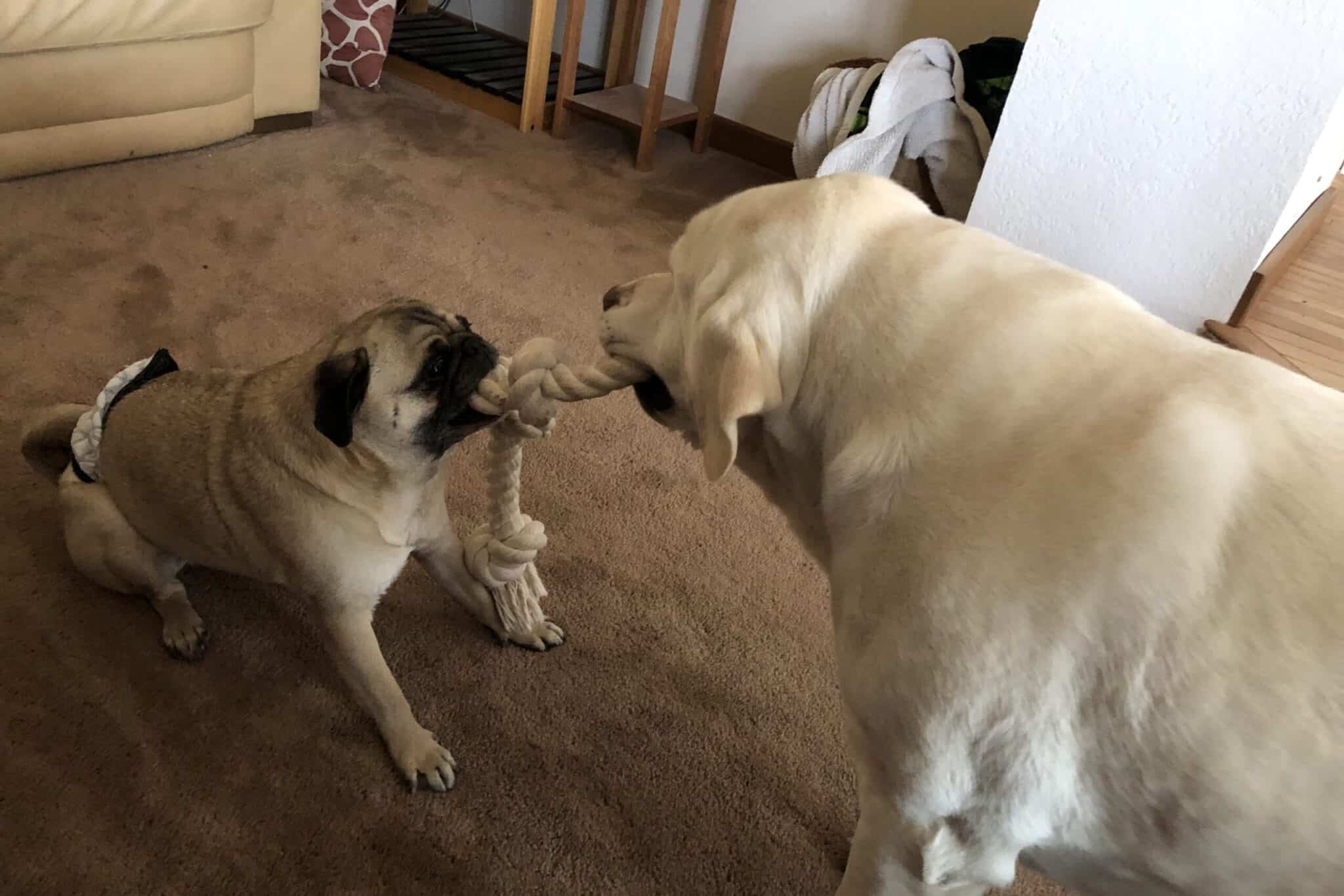 Do Big Dogs Know to Be Gentle With Small Dogs?