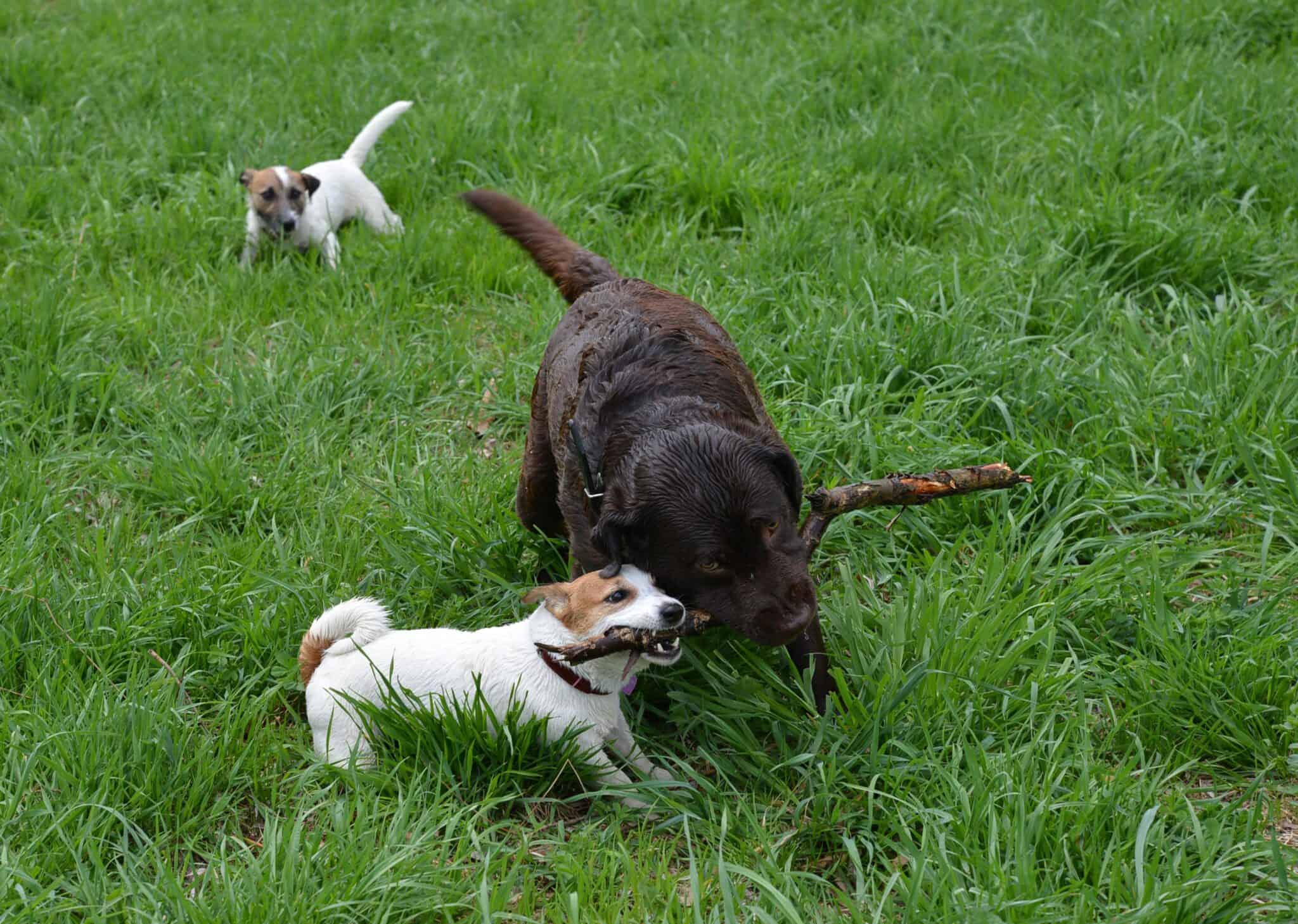 How Can You Help Your Large Dog Get Along With Small Dogs?