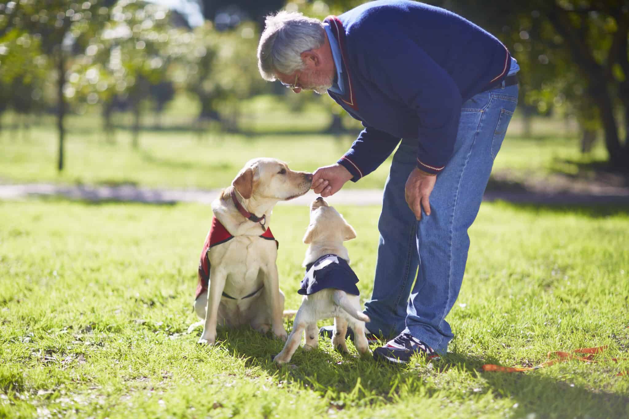 Reasons Large Dogs Get Aggressive With Small Dogs