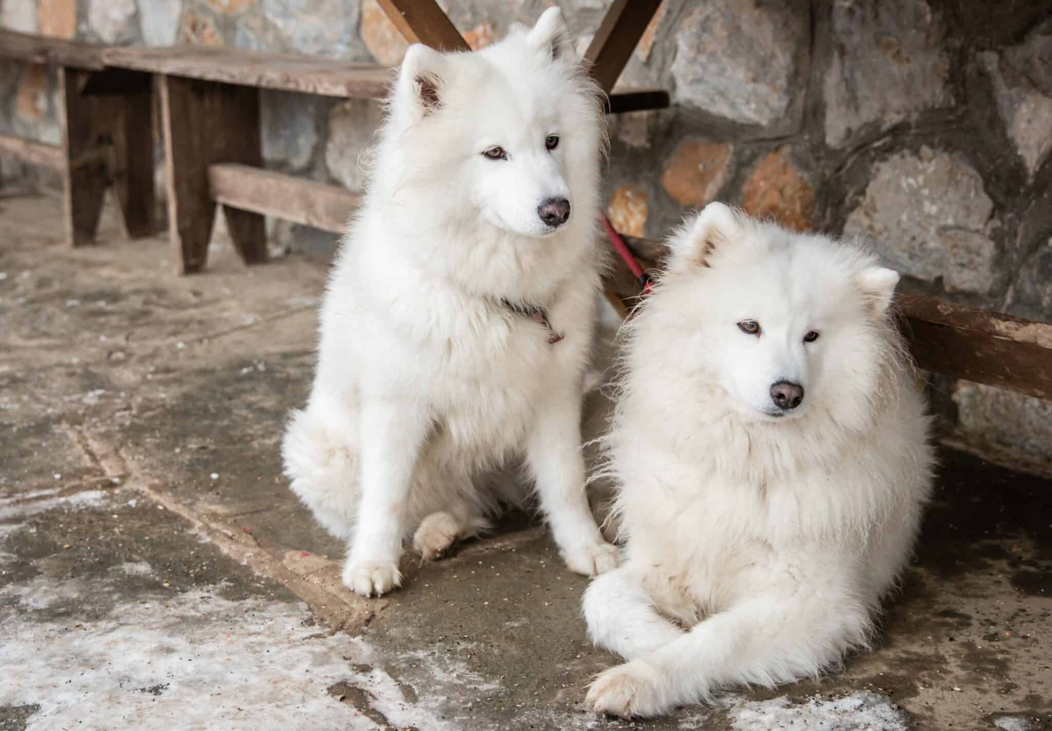 Can Huskies Protect Chickens?