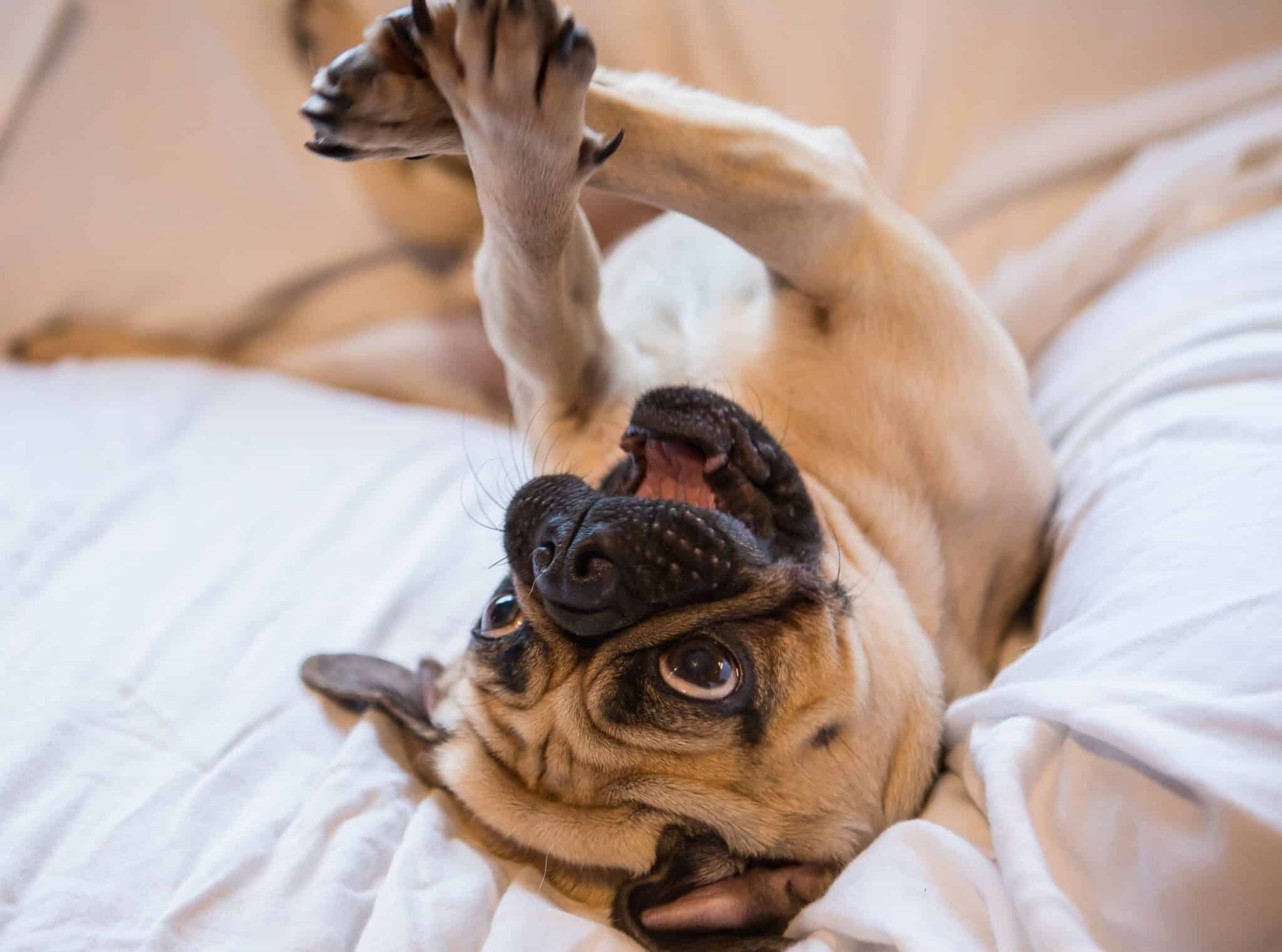 What Does it Mean When a Pug's Tail is Down?