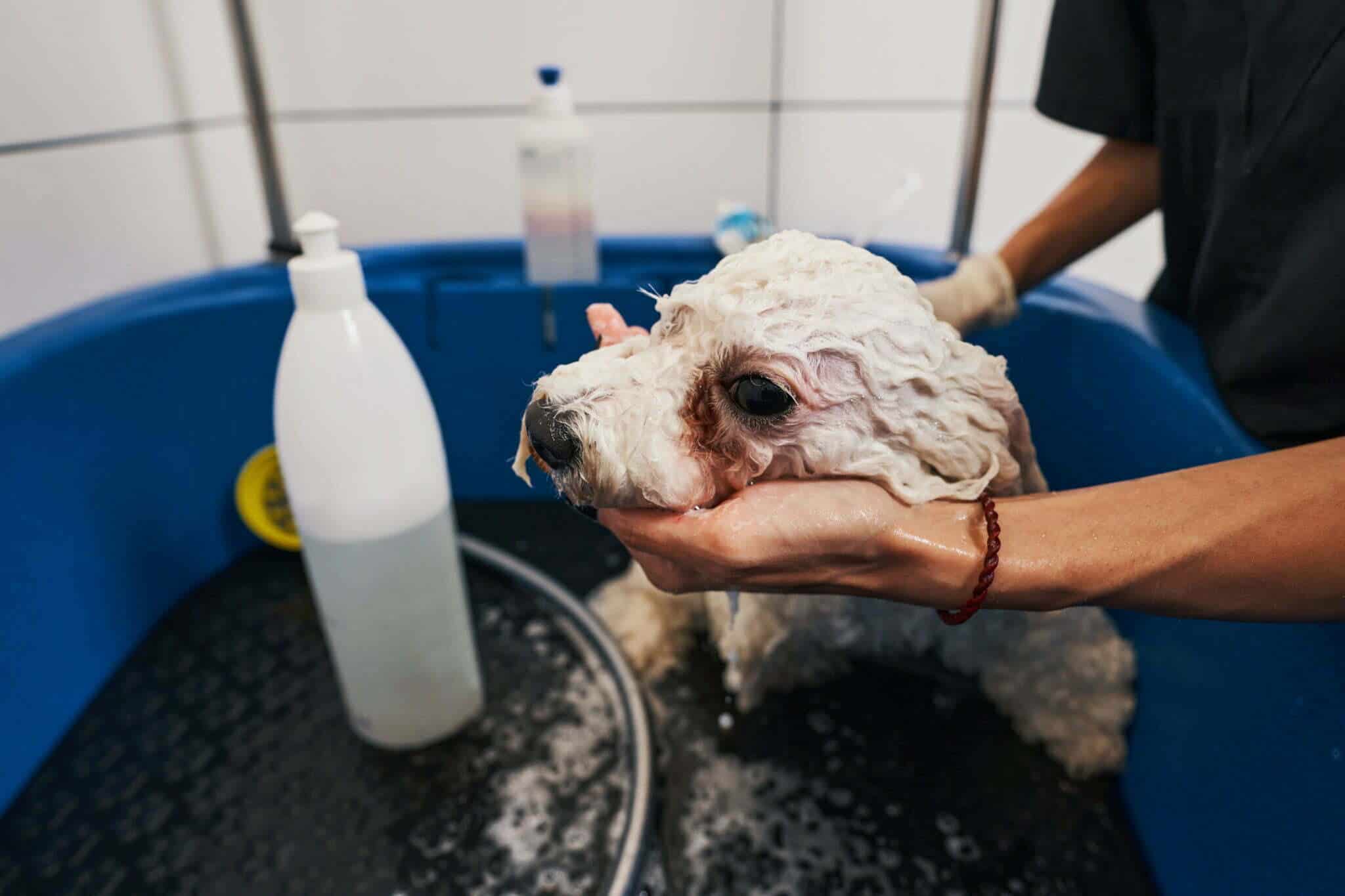 What is a dog shampoo dilution system?