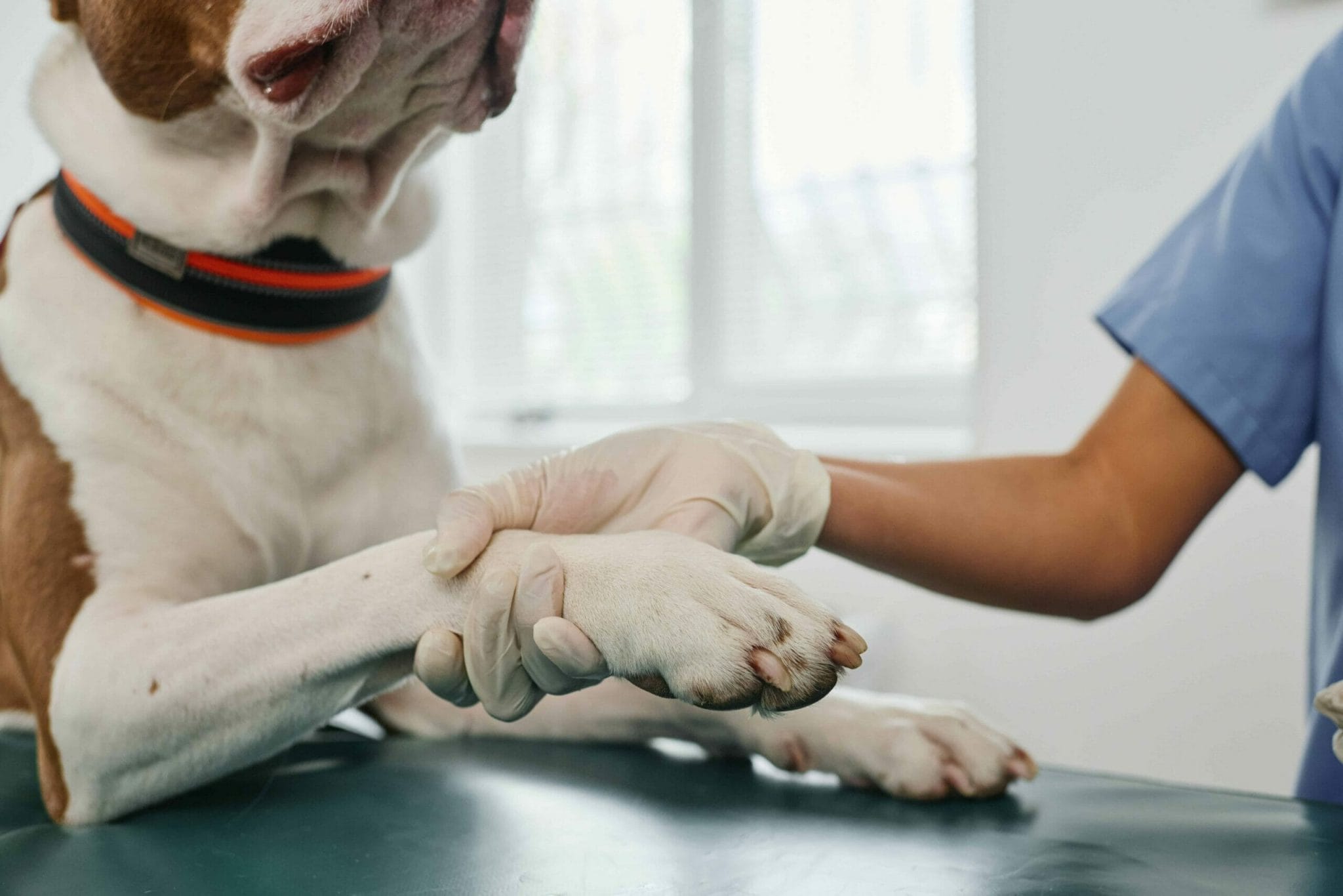 Schnauzer Pitbull Mix Health