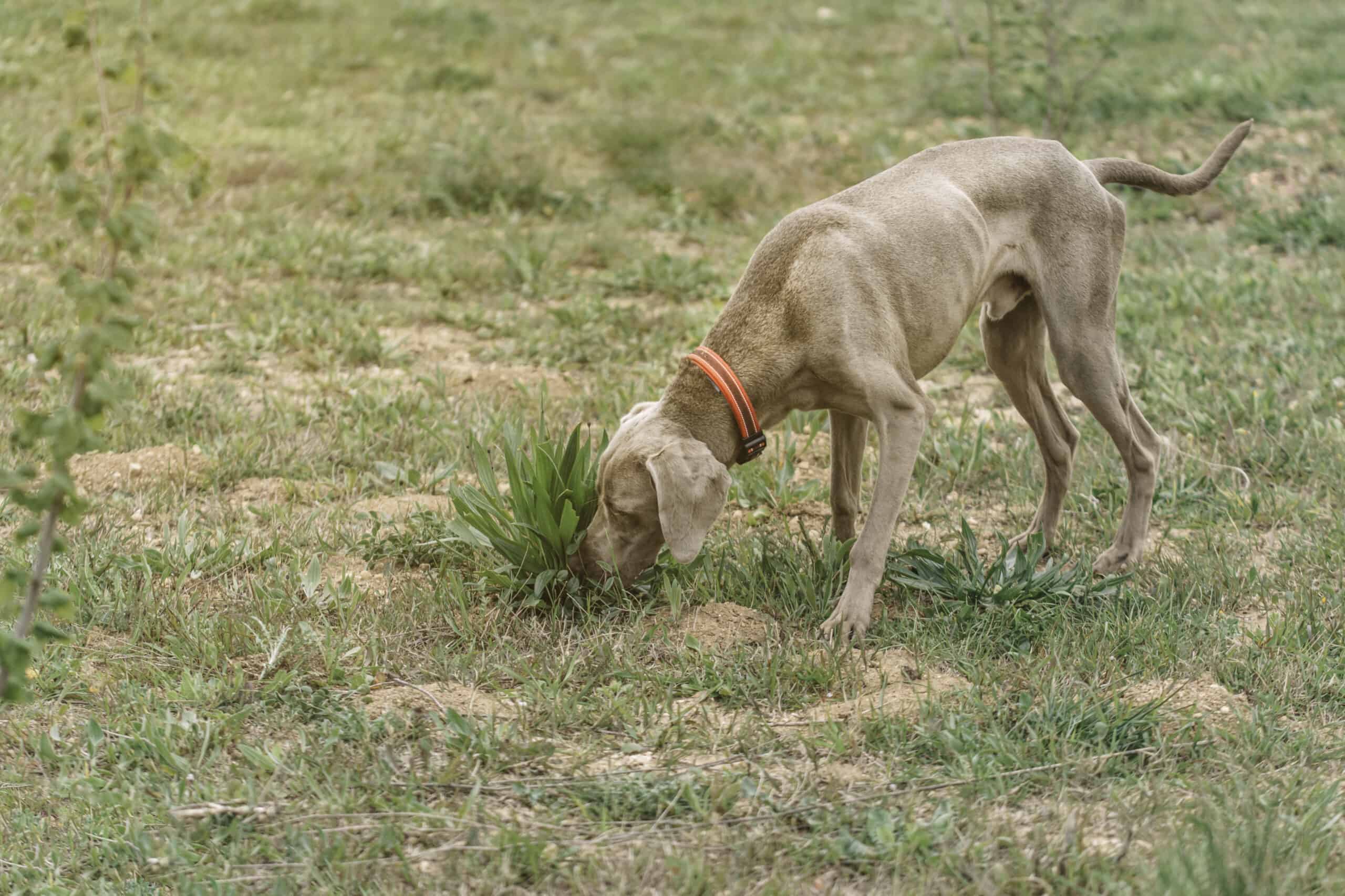 Should you be concerned if your dog is eating grass?